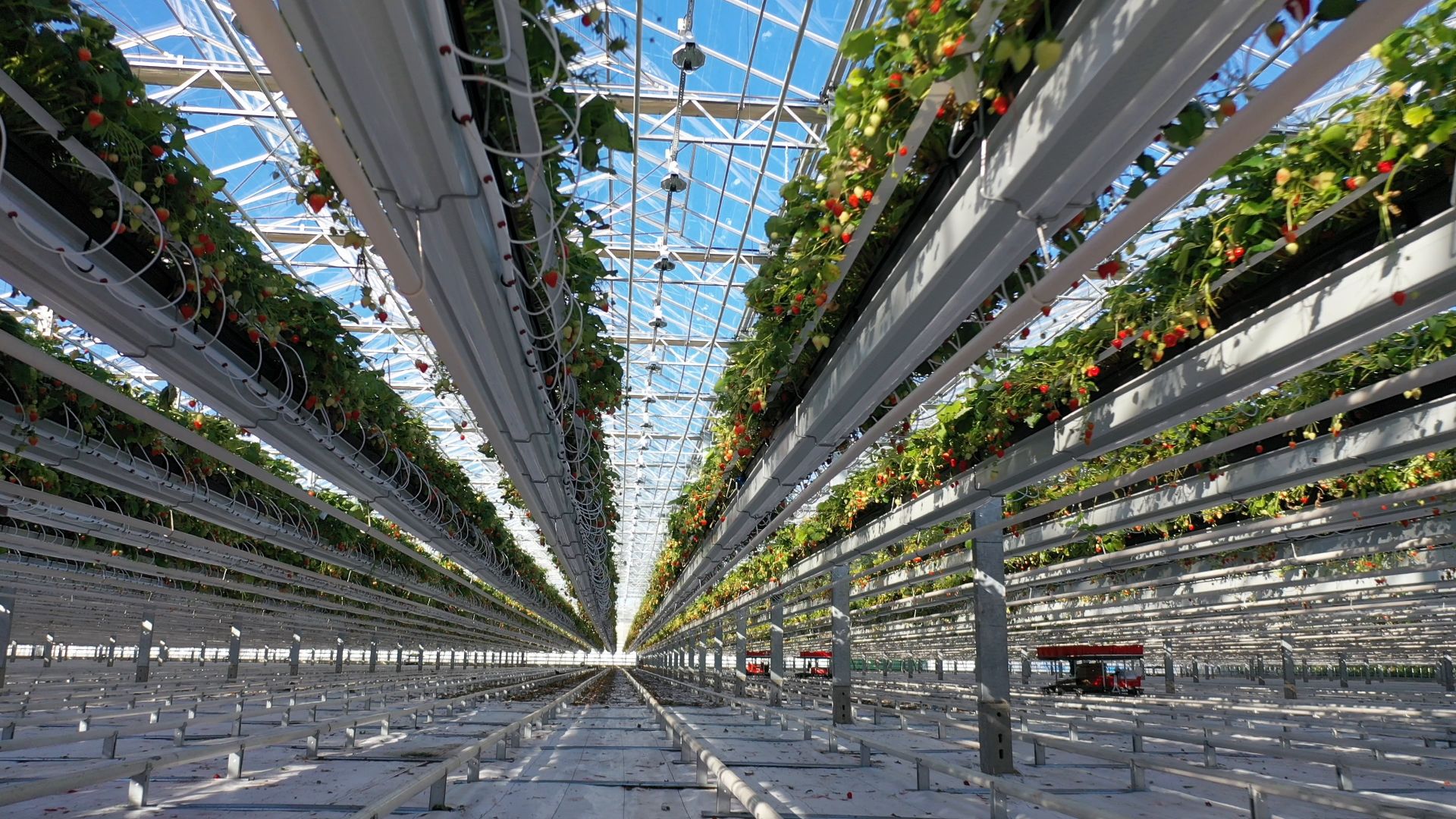 тенплицы, овощи, кашира,видео с коптера,