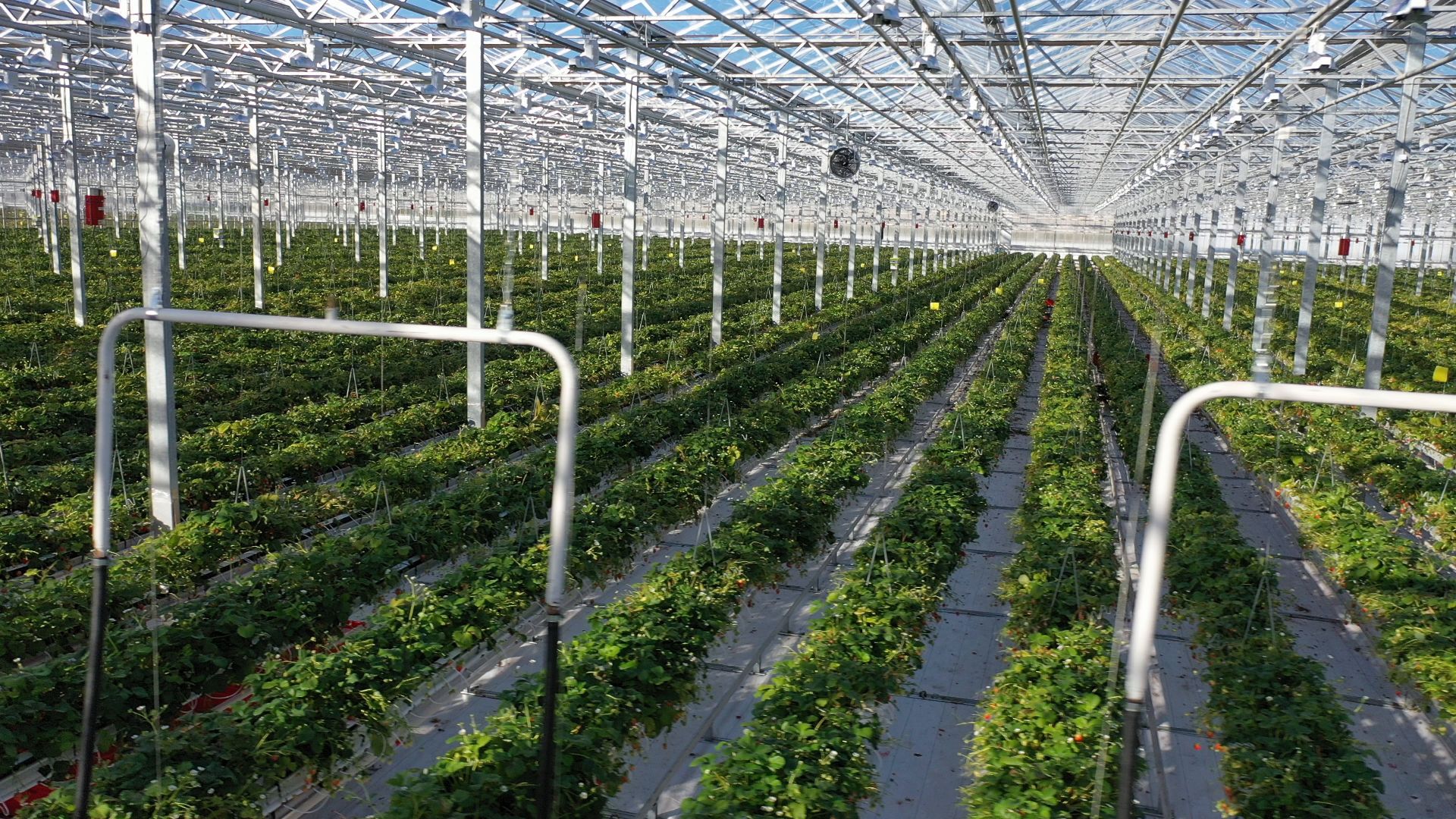 тенплицы, овощи, кашира,видео с коптера,