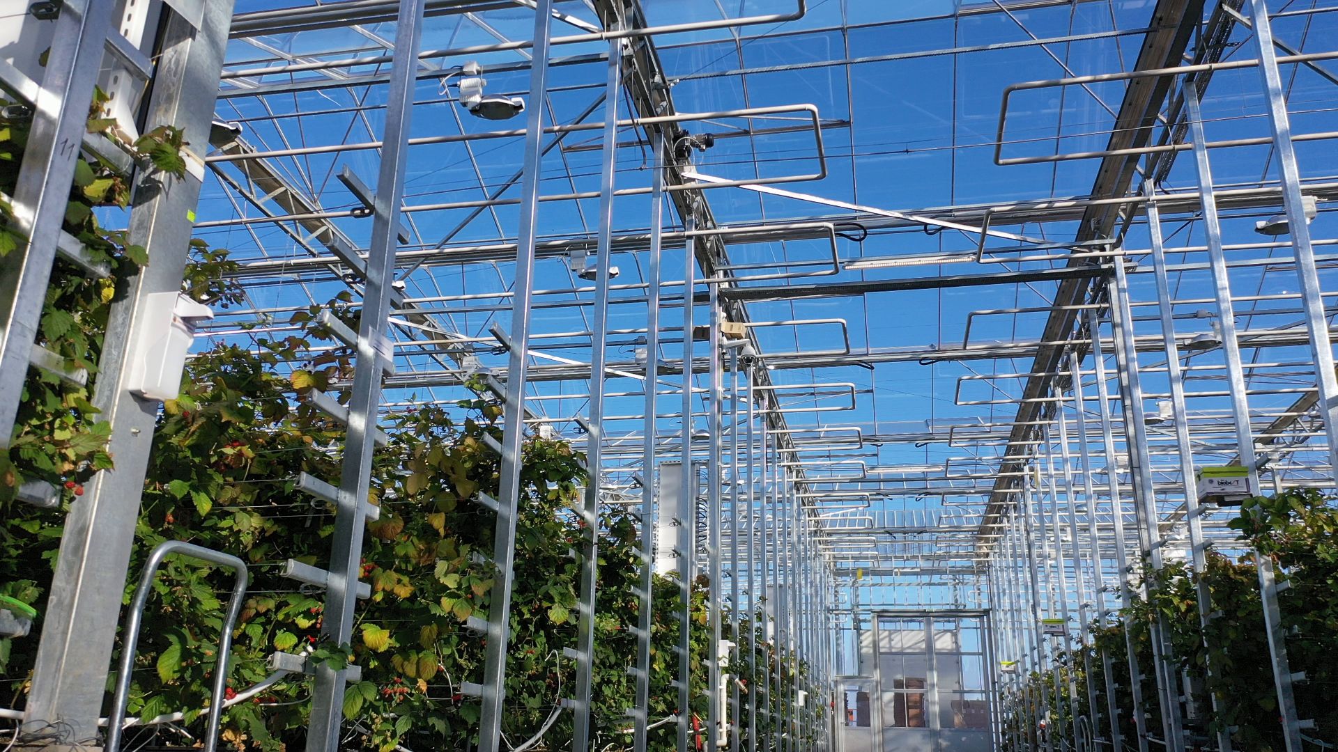 тенплицы, овощи, кашира,видео с коптера,