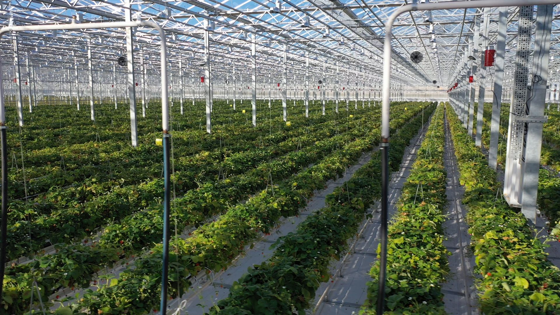 тенплицы, овощи, кашира,видео с коптера,