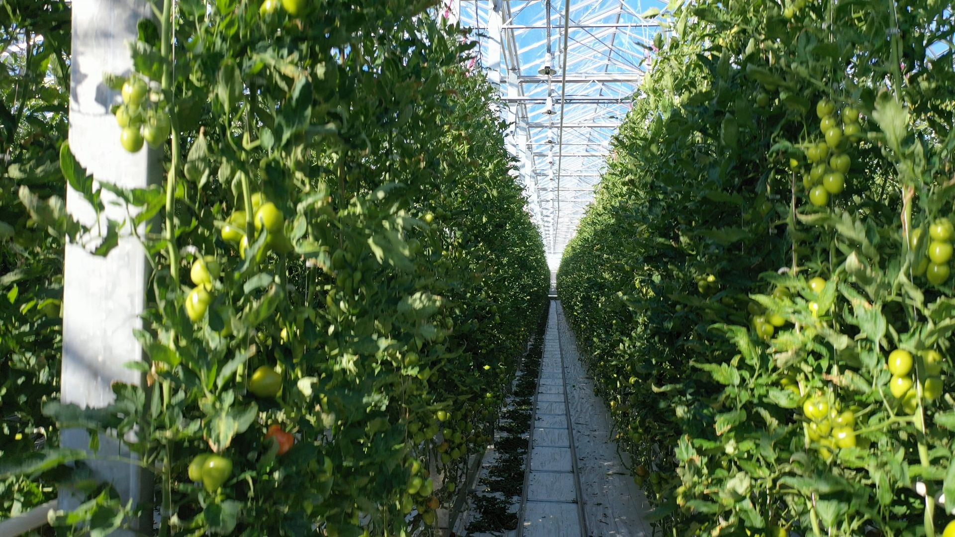 тенплицы, овощи, кашира,видео с коптера,