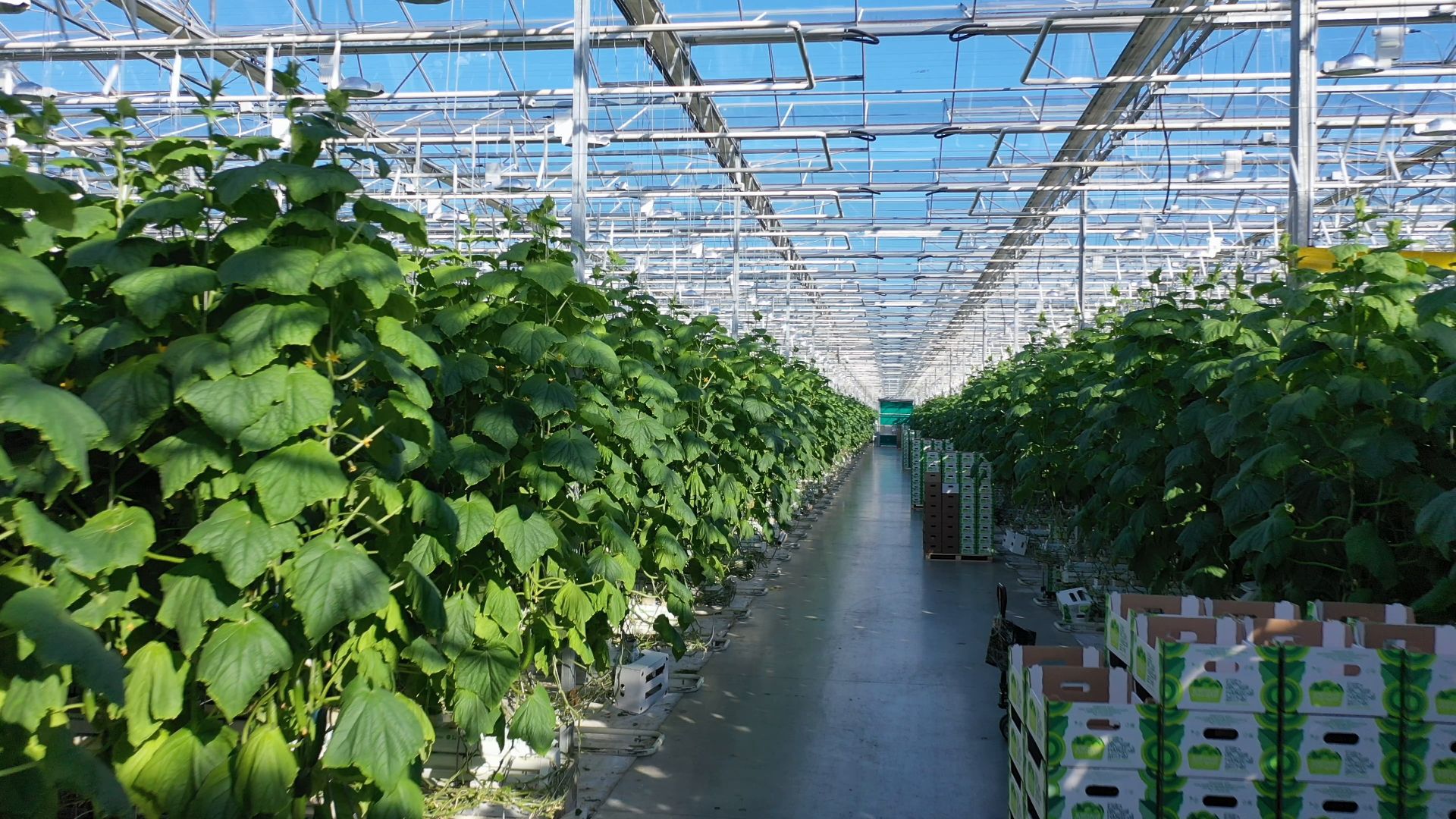 тенплицы, овощи, кашира,видео с коптера,