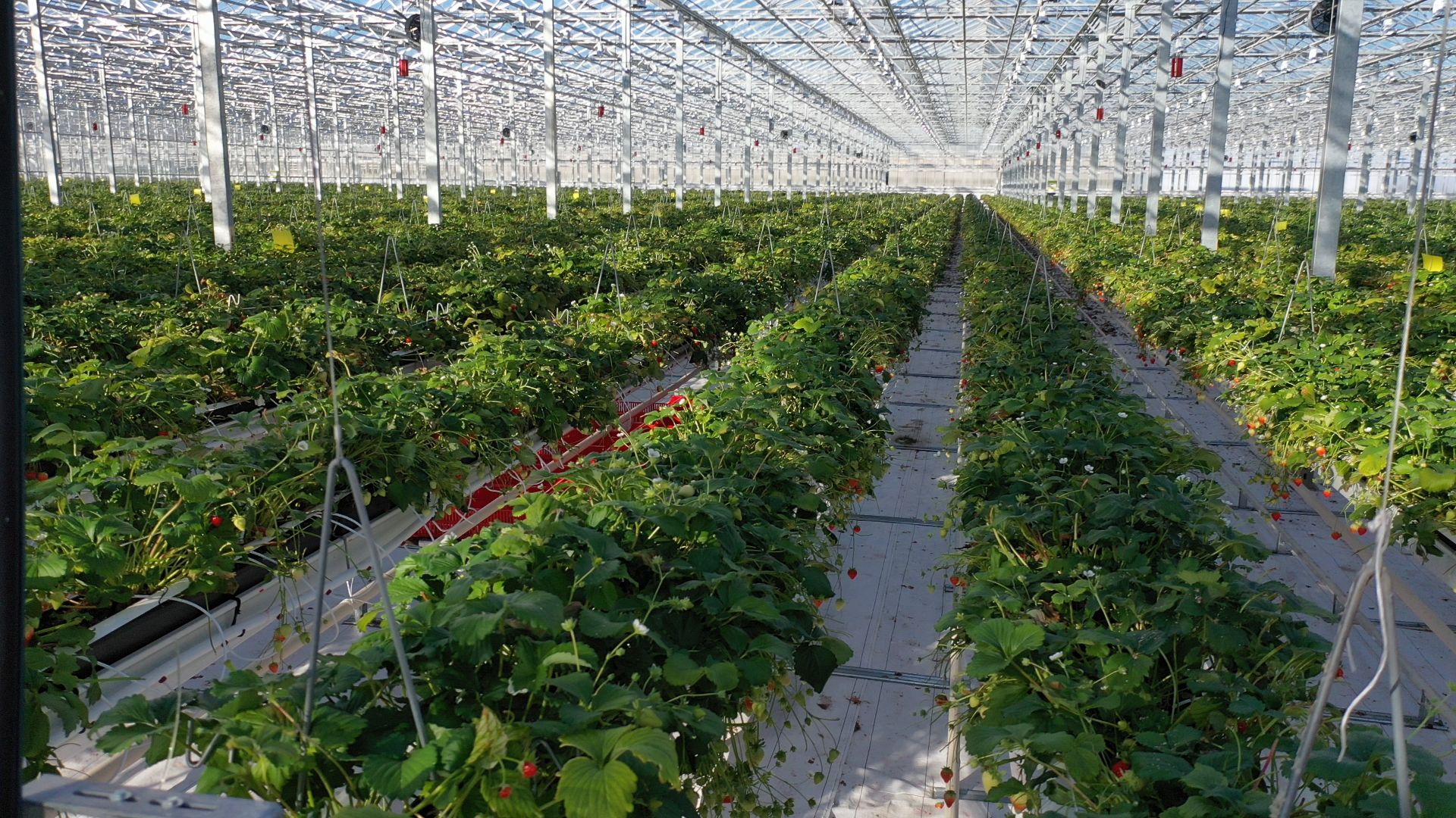 тенплицы, овощи, кашира,видео с коптера,