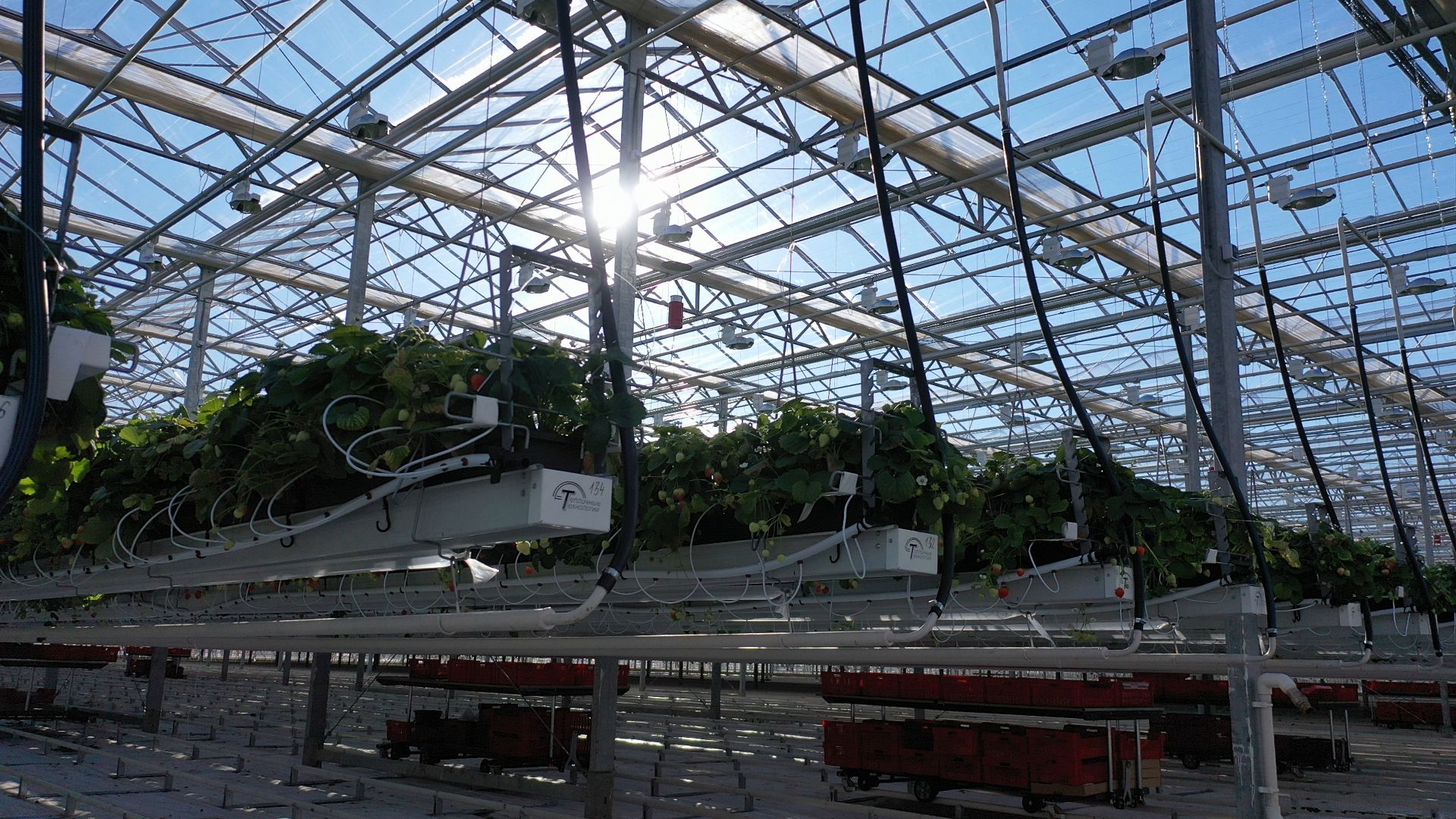 тенплицы, овощи, кашира,видео с коптера,