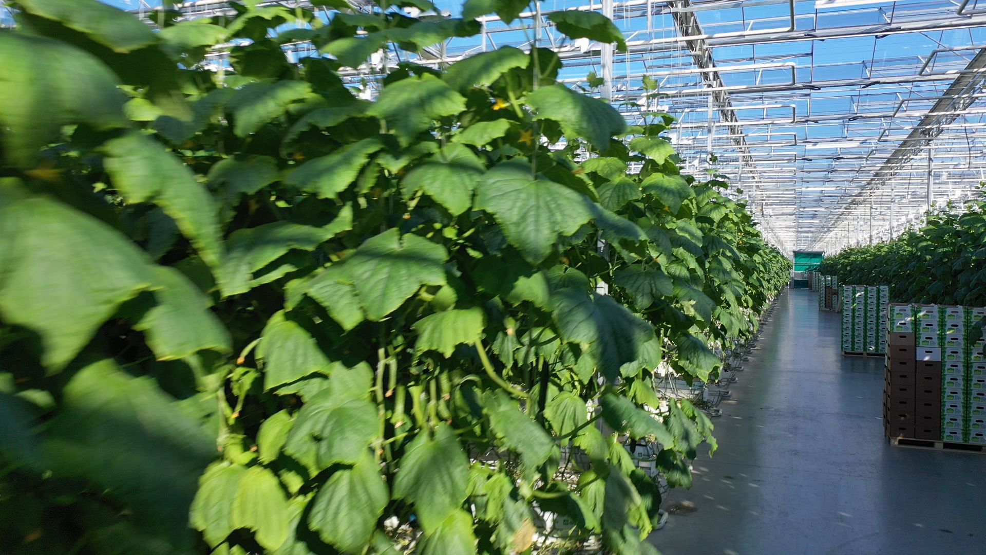 тенплицы, овощи, кашира,видео с коптера,