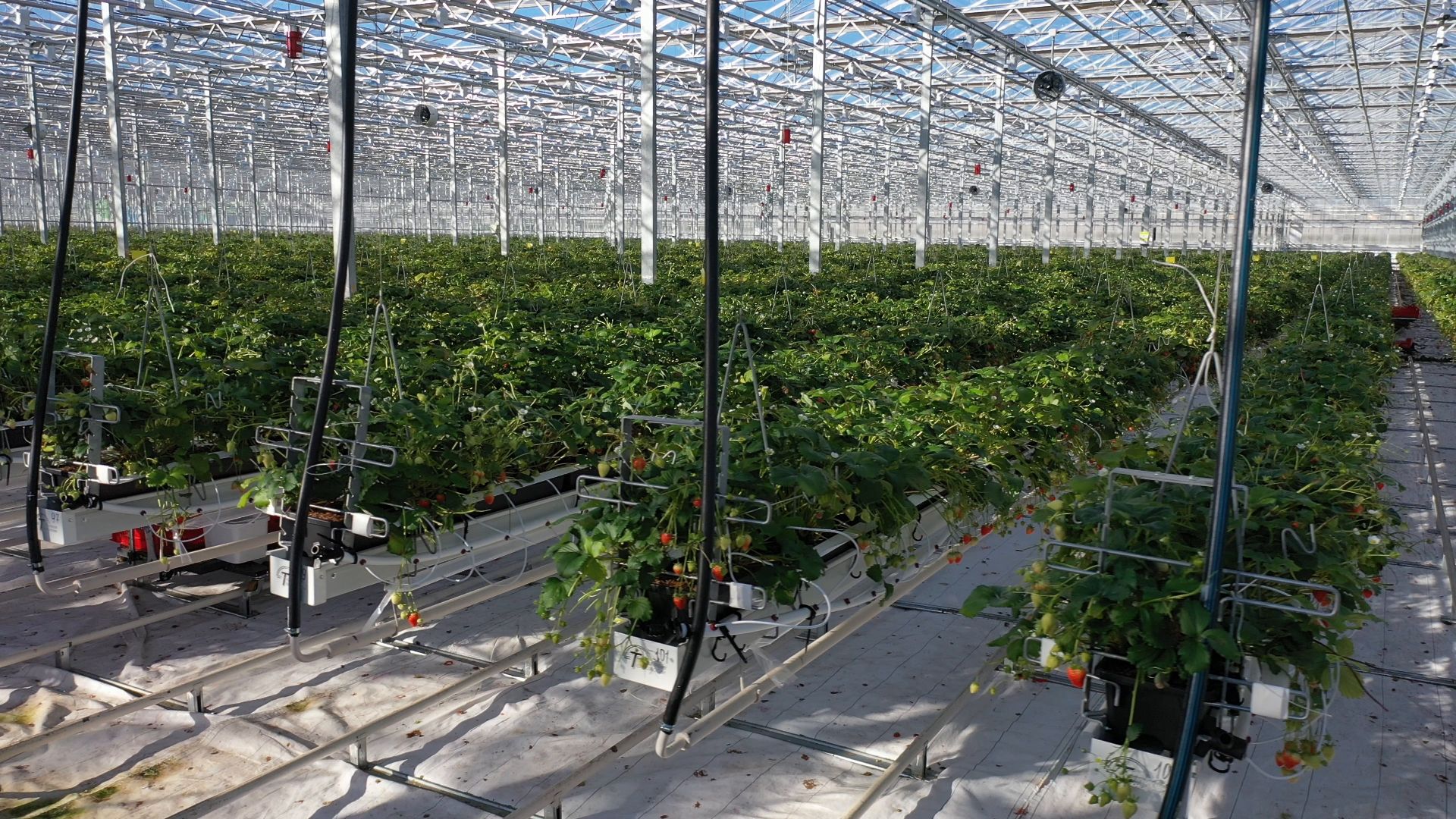 тенплицы, овощи, кашира,видео с коптера,