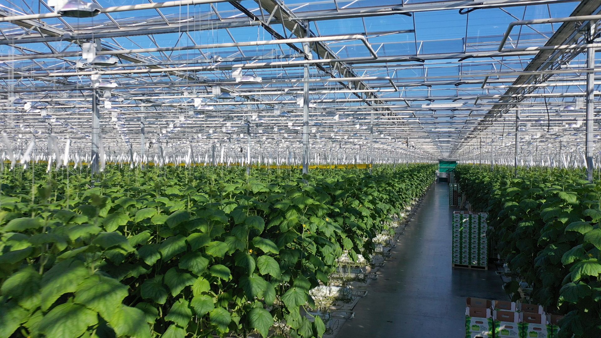 тенплицы, овощи, кашира,видео с коптера,