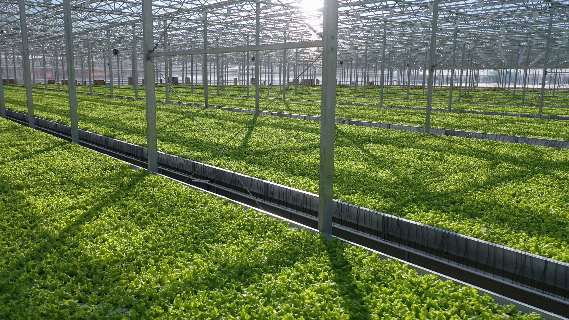 тенплицы, овощи, кашира,видео с коптера,