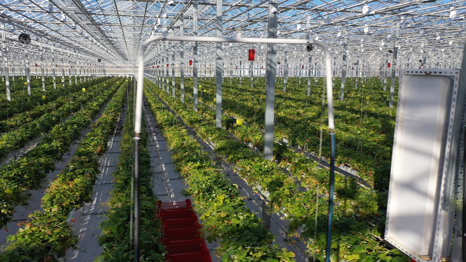 тенплицы, овощи, кашира,видео с коптера,