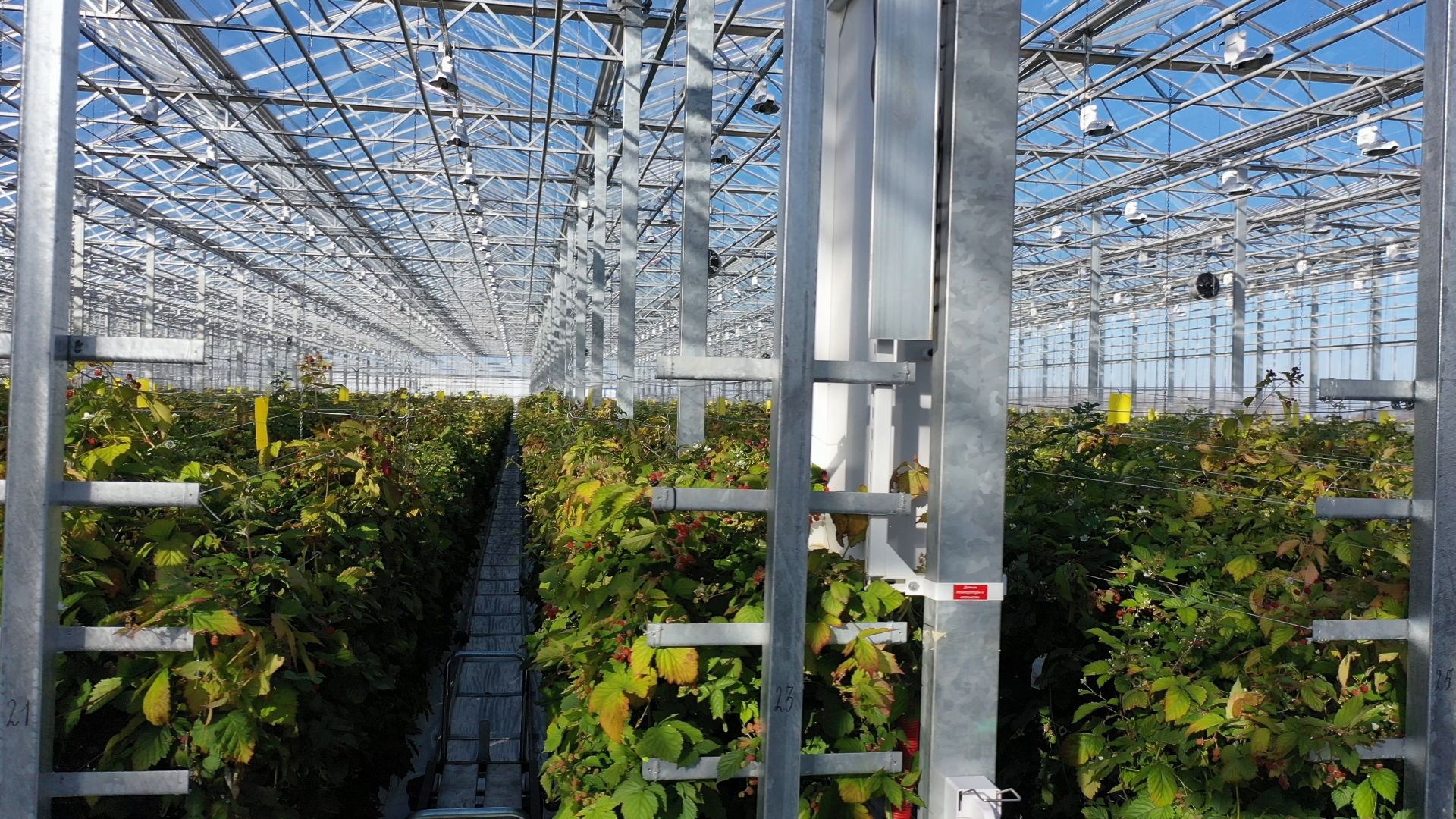 тенплицы, овощи, кашира,видео с коптера,