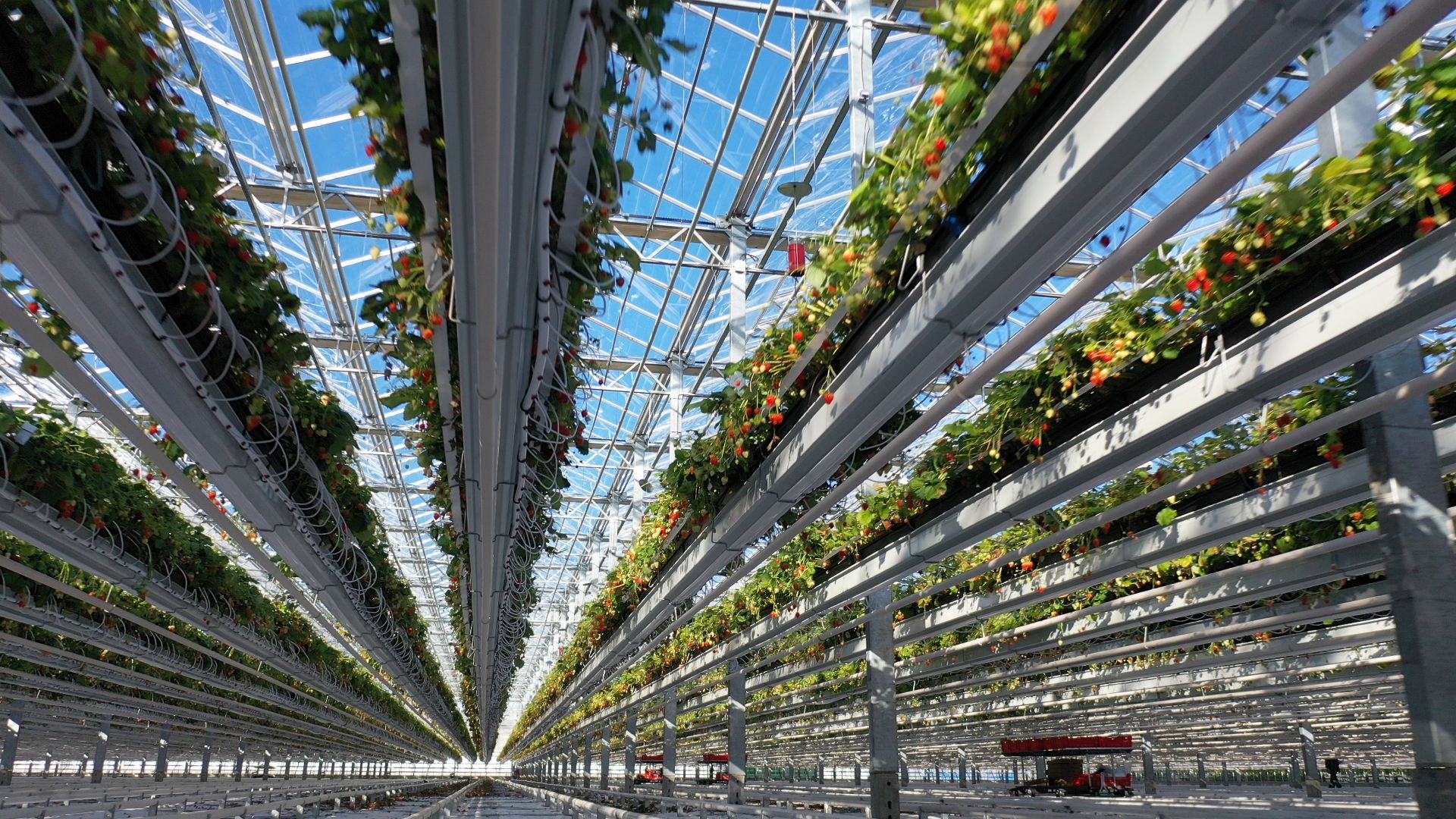 тенплицы, овощи, кашира,видео с коптера,