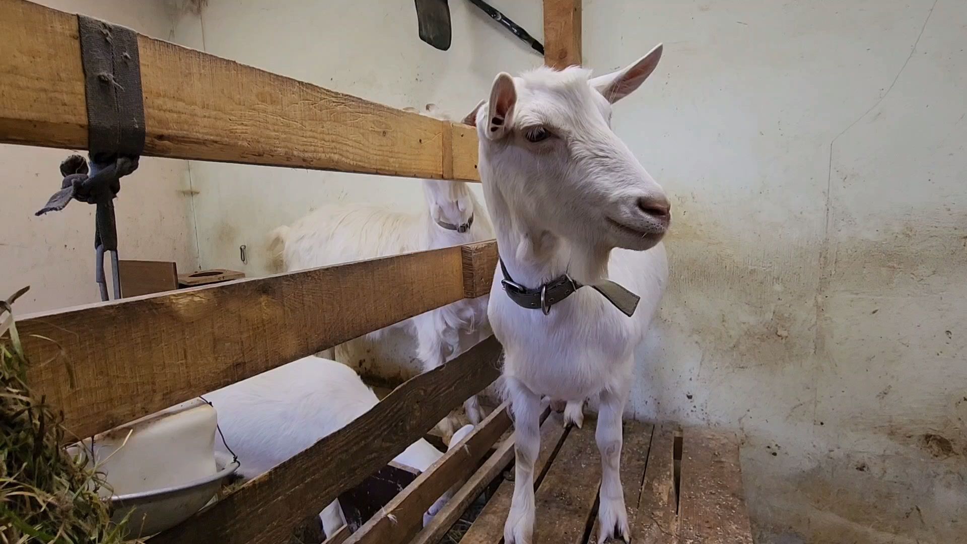 одинцово, округ одинцовский, козы, овцы, мелкий рогатый скот, вакцинация,