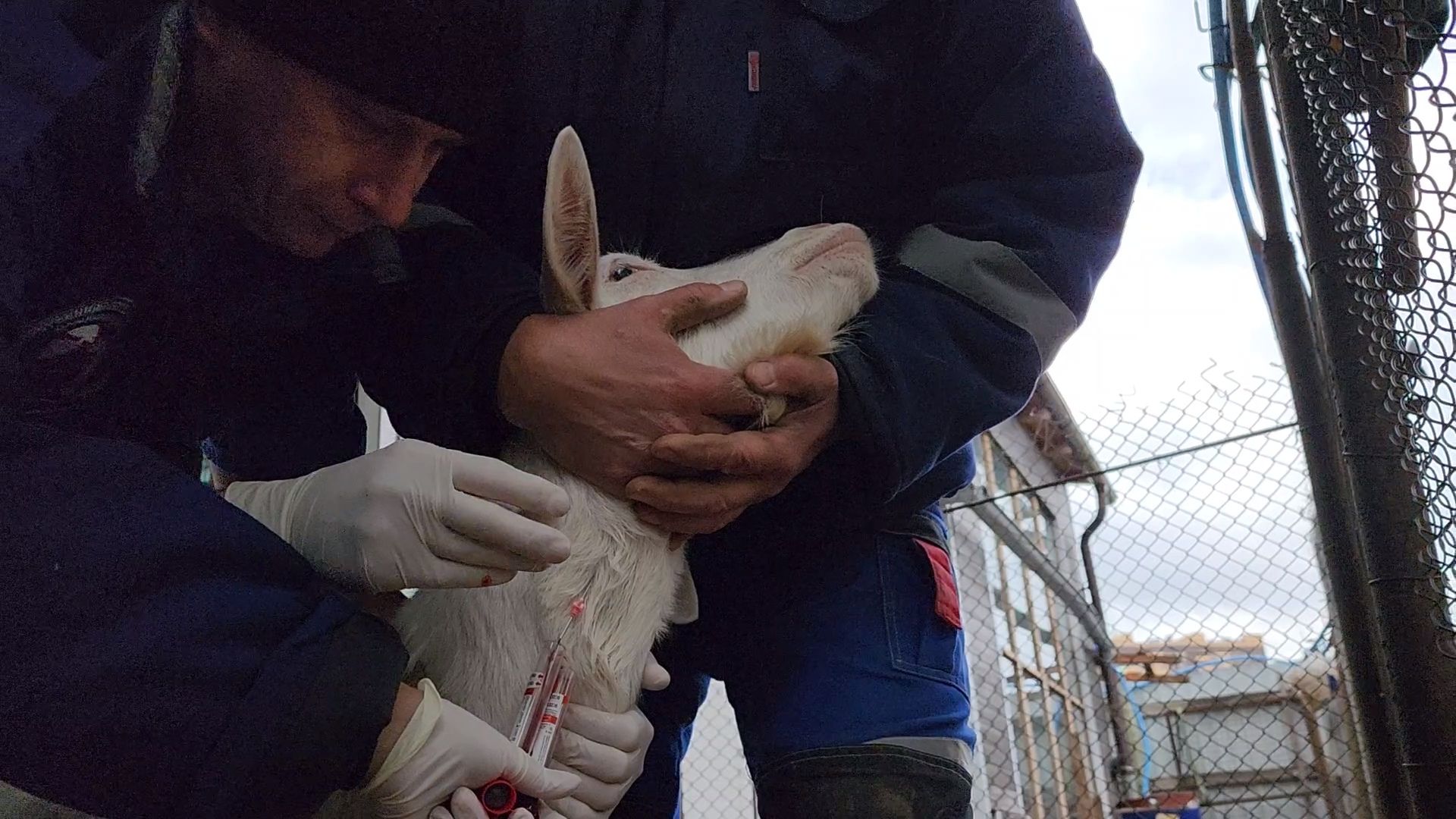 одинцово, округ одинцовский, козы, овцы, мелкий рогатый скот, вакцинация,