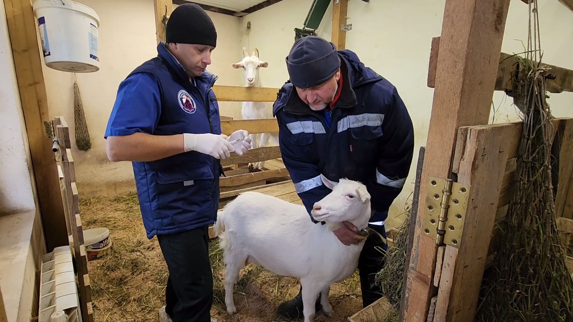 одинцово, округ одинцовский, козы, овцы, мелкий рогатый скот, вакцинация,