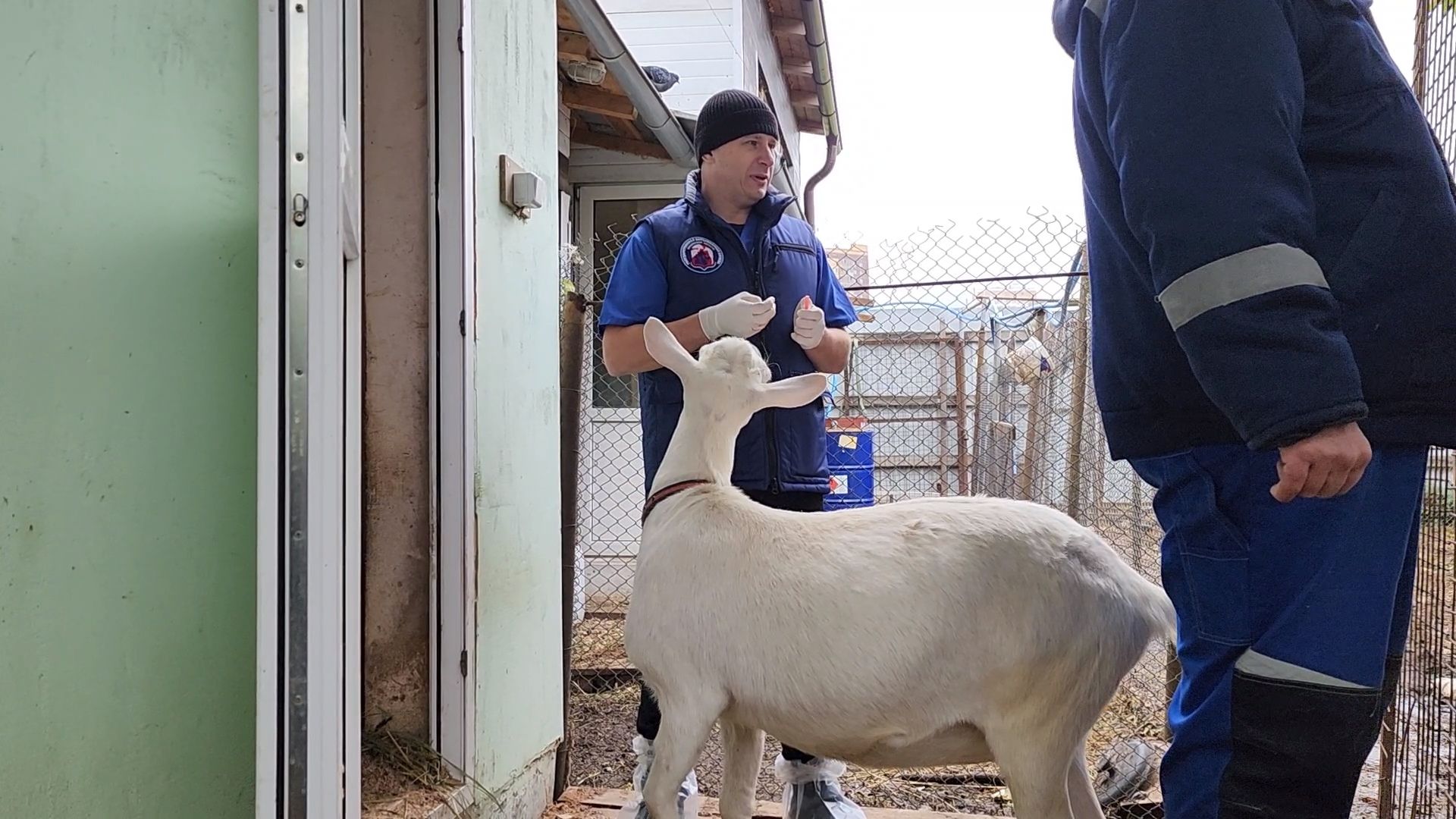 одинцово, округ одинцовский, козы, овцы, мелкий рогатый скот, вакцинация,