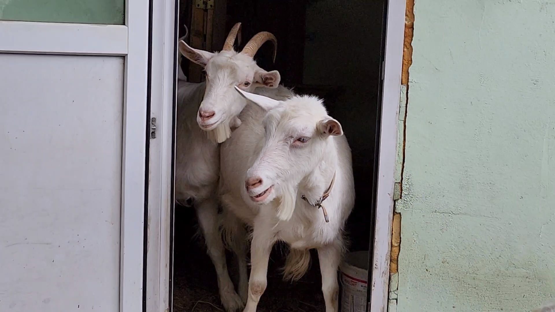 одинцово, округ одинцовский, козы, овцы, мелкий рогатый скот, вакцинация,