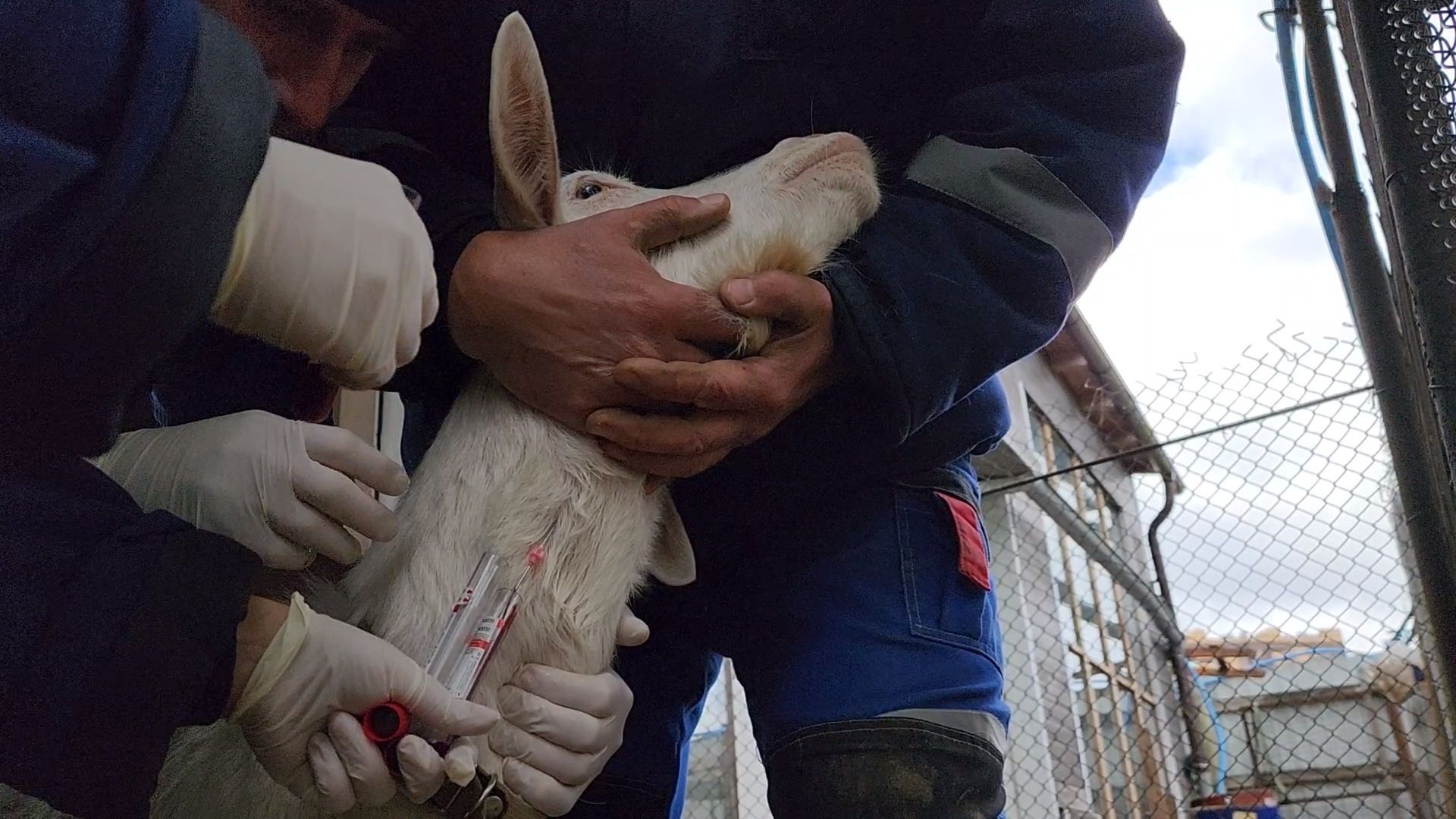 одинцово, округ одинцовский, козы, овцы, мелкий рогатый скот, вакцинация,