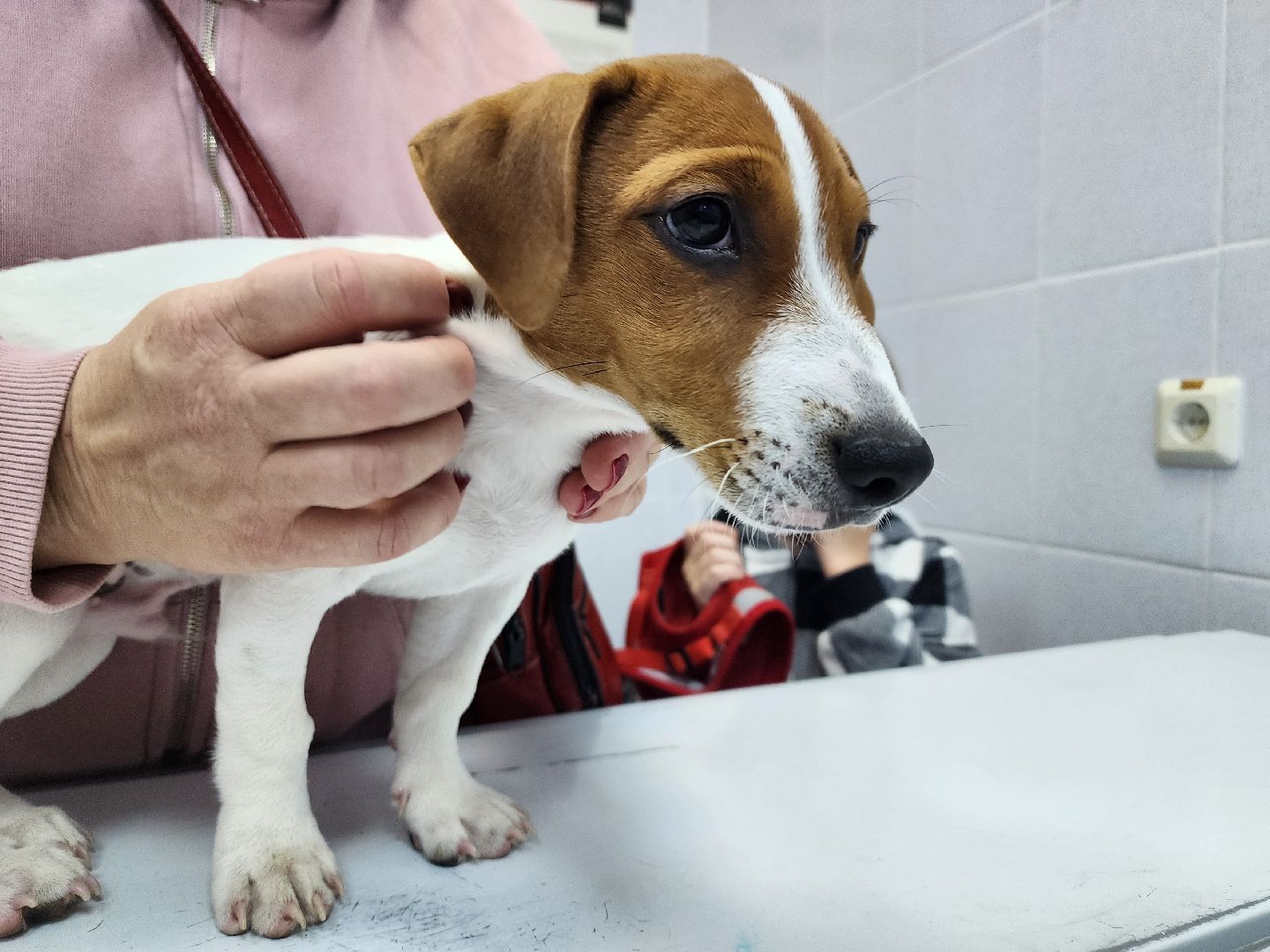 ступино, чипирование собак, ветеринария,