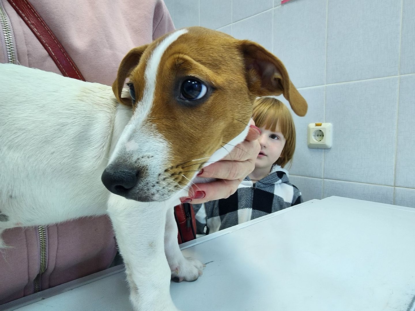 ступино, чипирование собак, ветеринария,