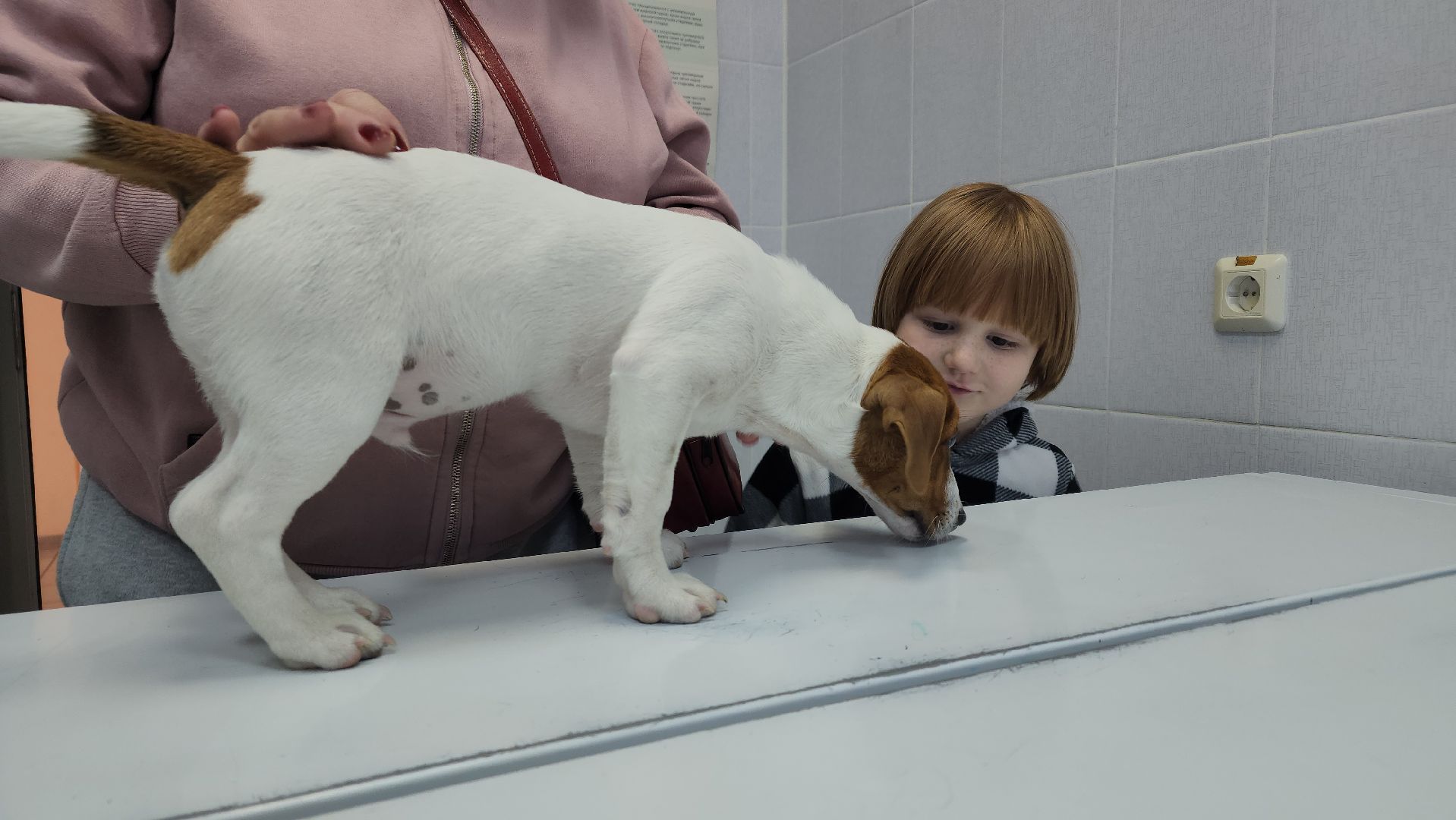 ступино, чипирование собак, ветеринария,