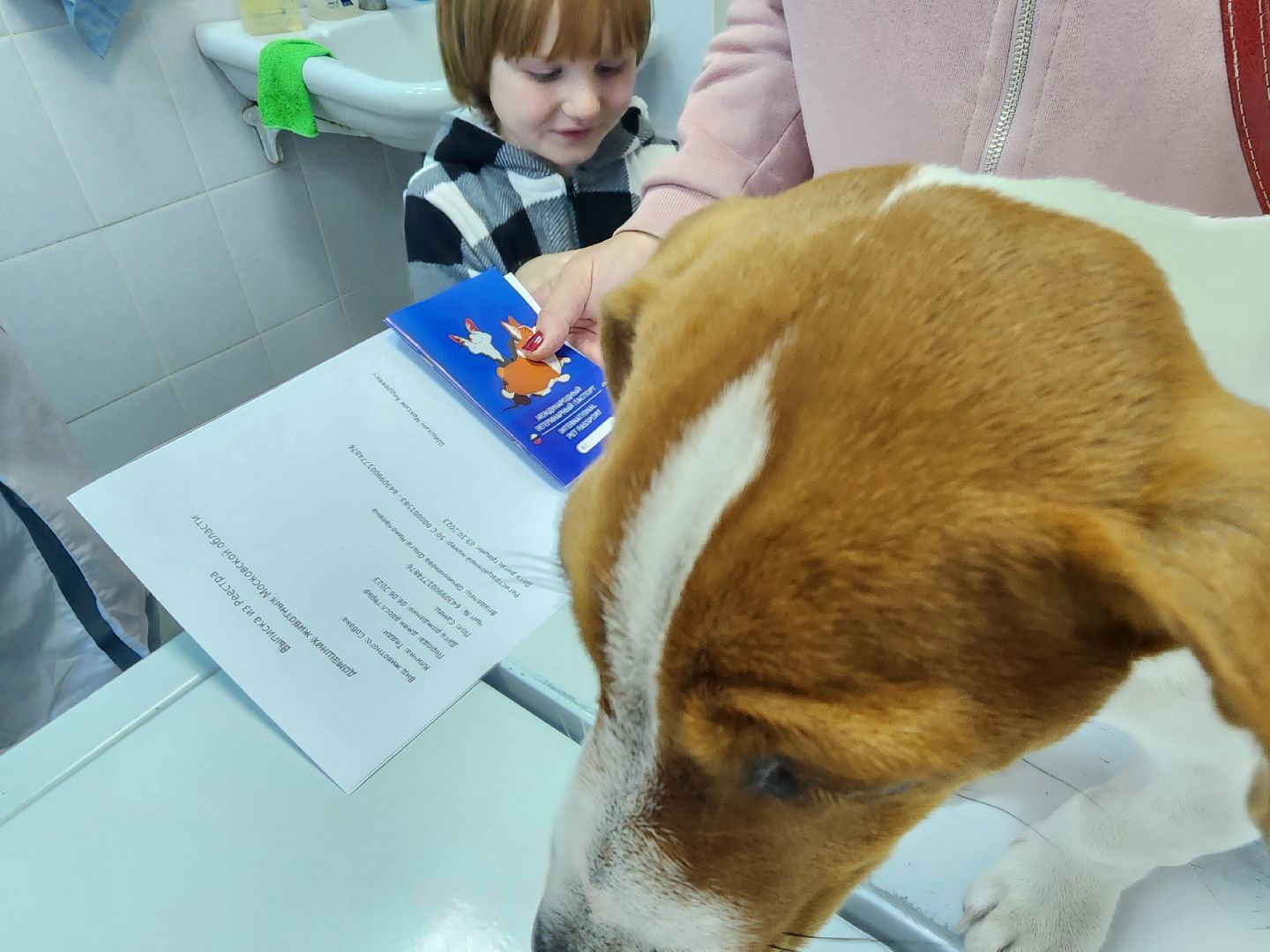 ступино, чипирование собак, ветеринария,