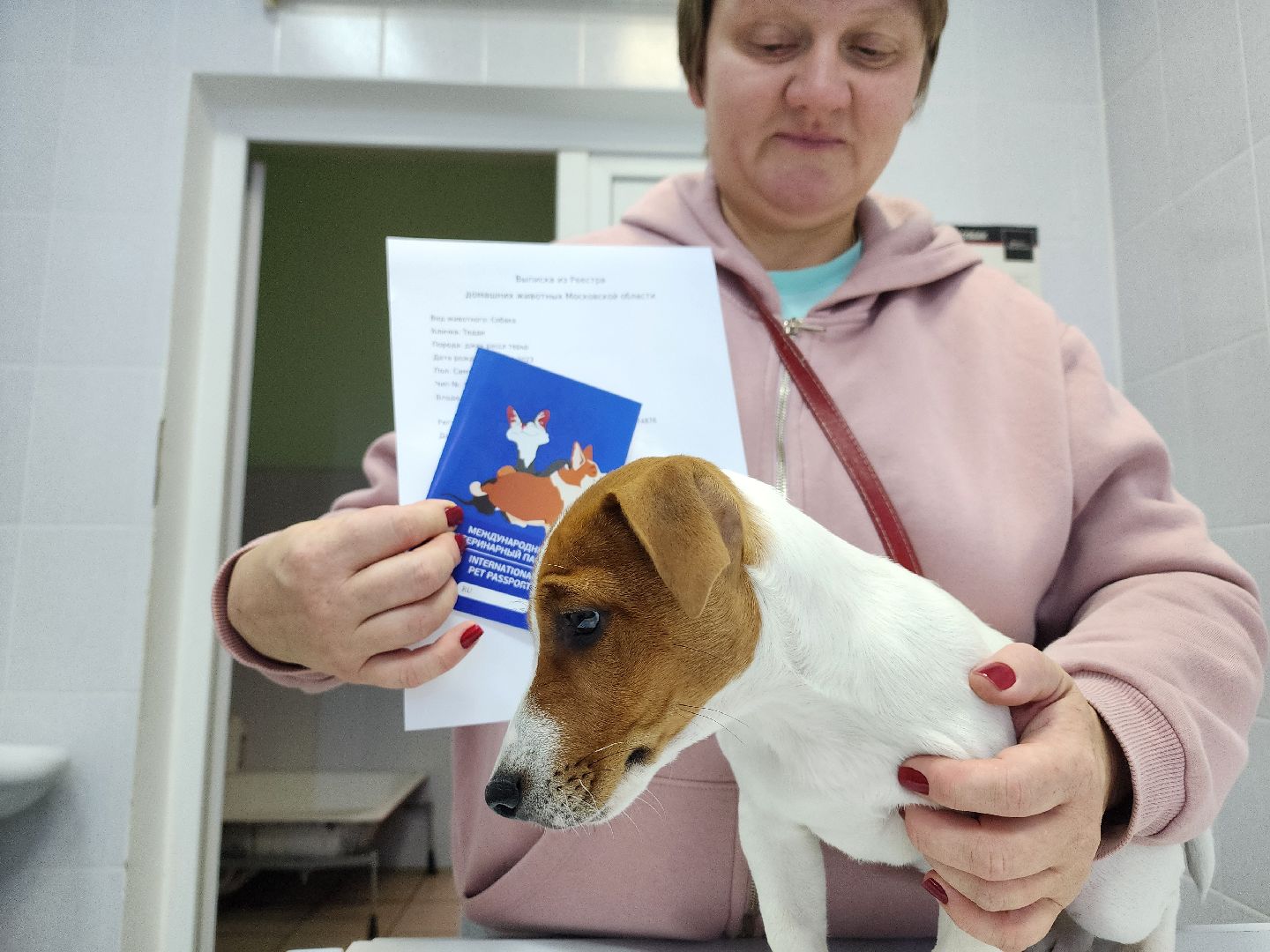 ступино, чипирование собак, ветеринария,