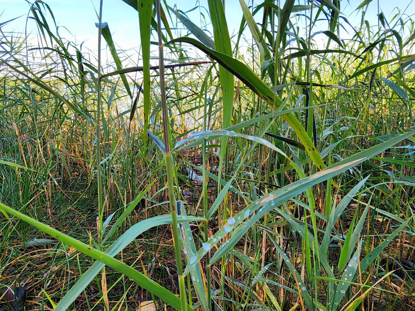 шатура, городской округ, первые холода, подмосковье, природа, заморозки,