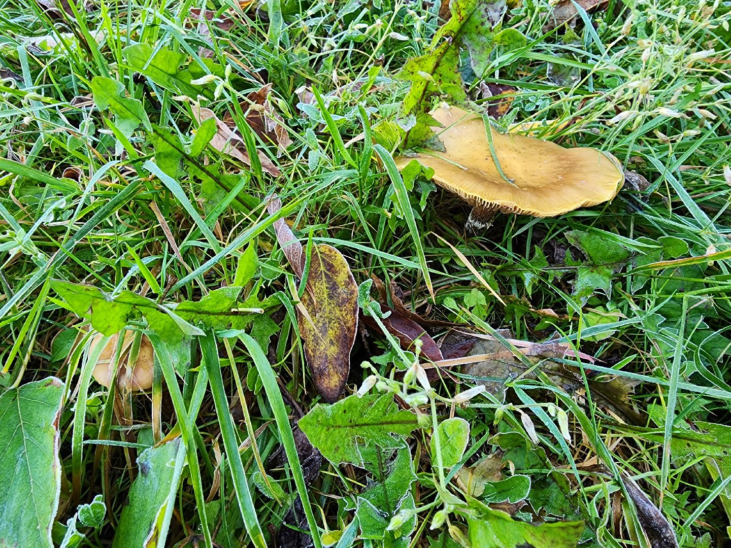 шатура, городской округ, первые холода, подмосковье, природа, заморозки,