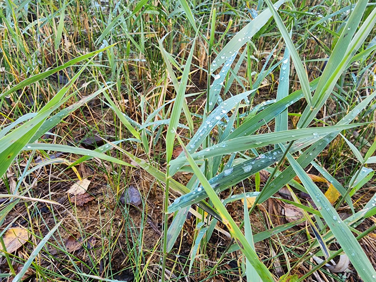 шатура, городской округ, первые холода, подмосковье, природа, заморозки,