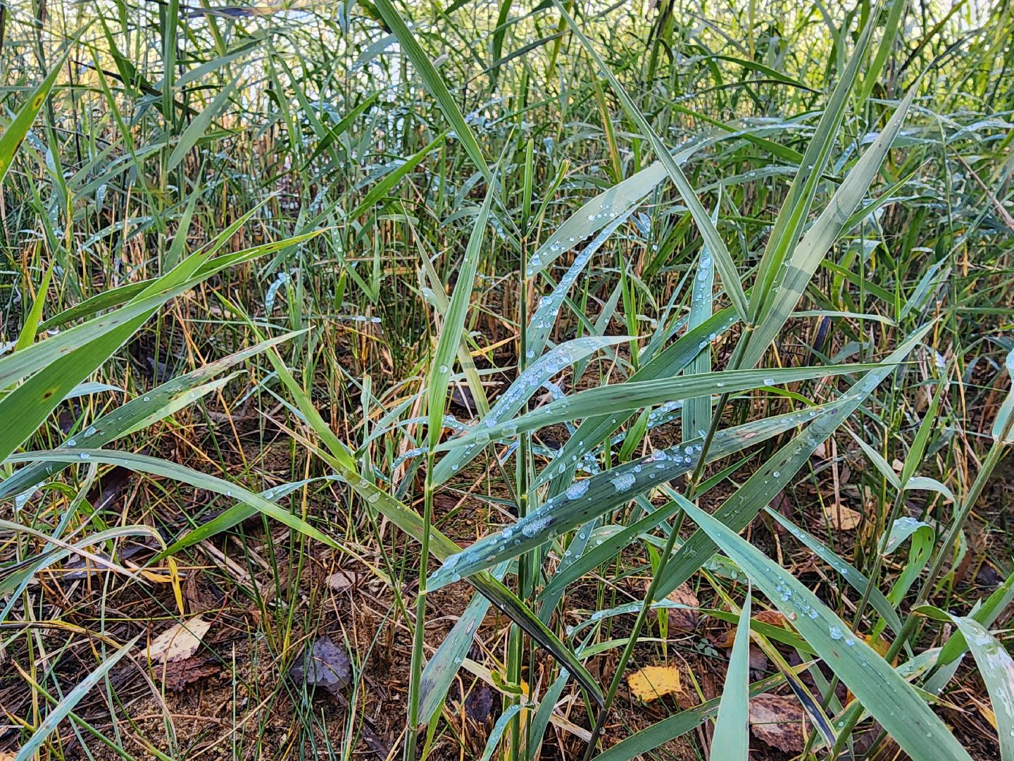 шатура, городской округ, первые холода, подмосковье, природа, заморозки,