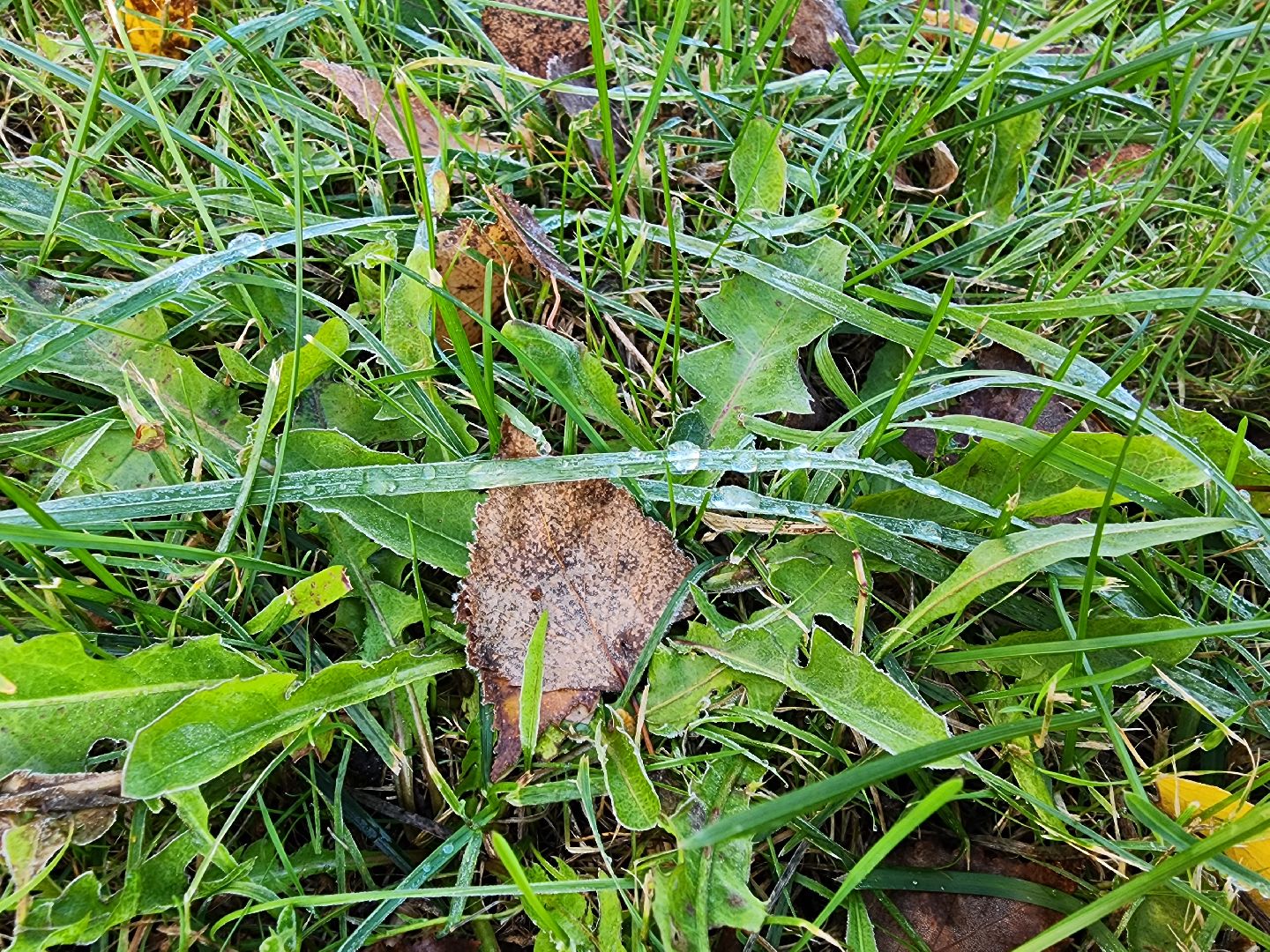 шатура, городской округ, первые холода, подмосковье, природа, заморозки,