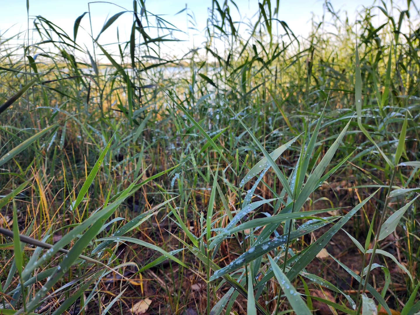 шатура, городской округ, первые холода, подмосковье, природа, заморозки,