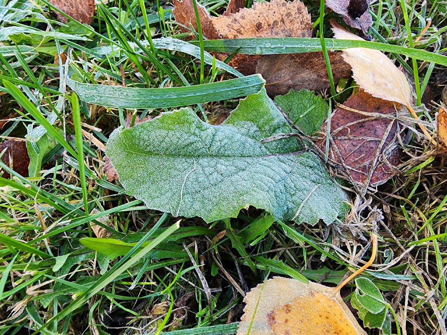 шатура, городской округ, первые холода, подмосковье, природа, заморозки,