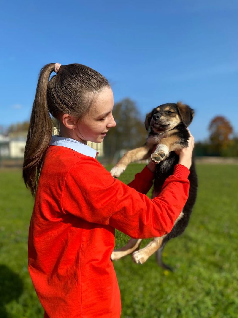 волонтеры, животные, зооволонтеры, мцвыбор, талдом, щенки,