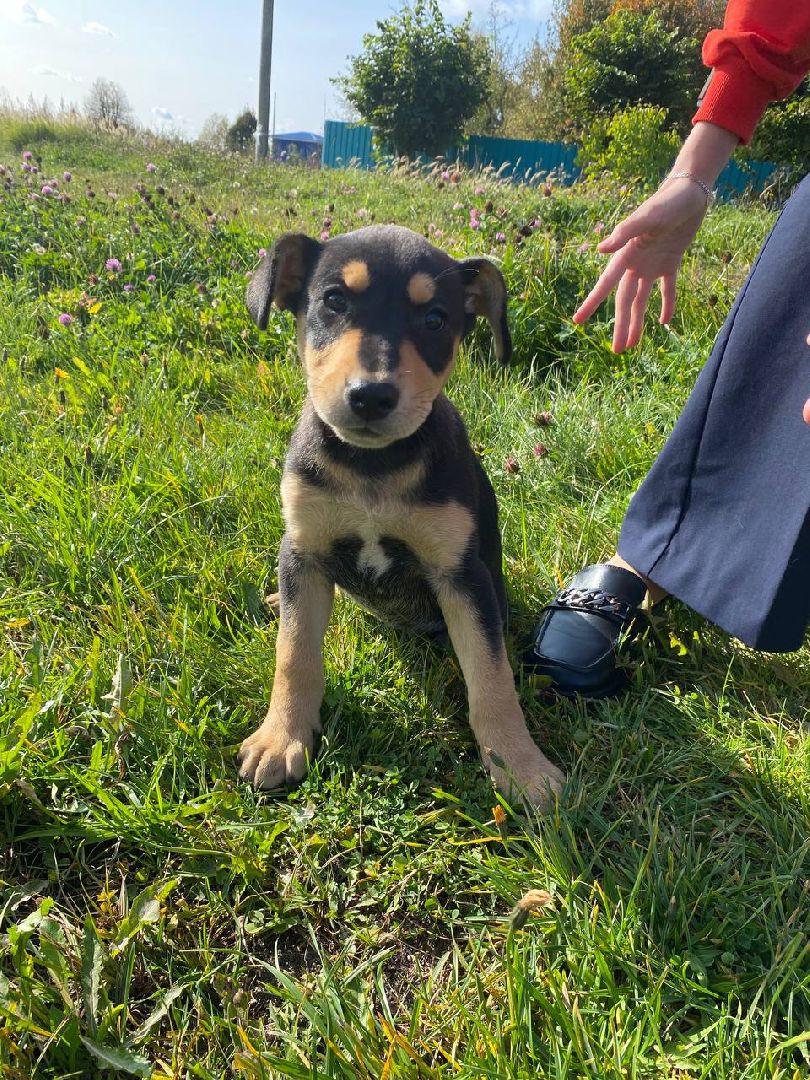 волонтеры, животные, зооволонтеры, мцвыбор, талдом, щенки,