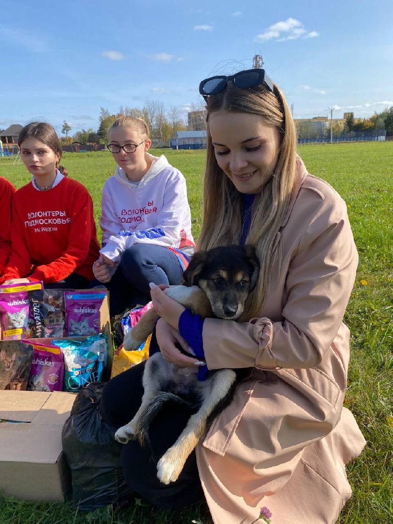 волонтеры, животные, зооволонтеры, мцвыбор, талдом, щенки,