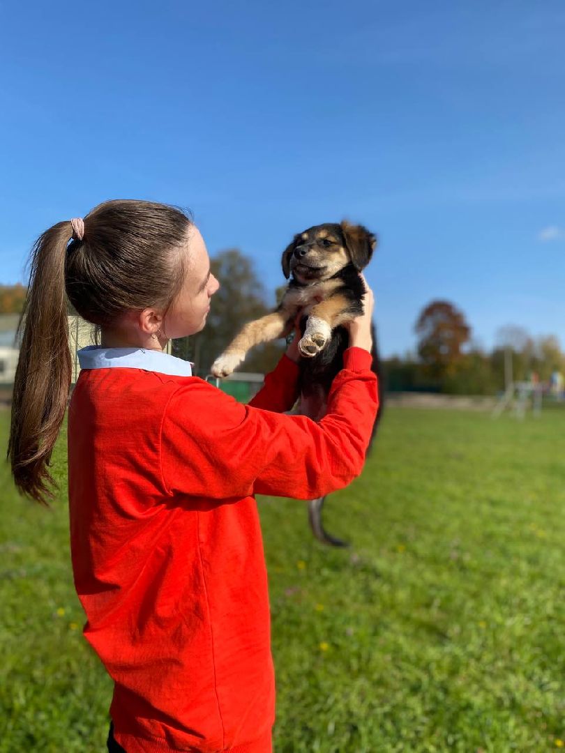 волонтеры, животные, зооволонтеры, мцвыбор, талдом, щенки,