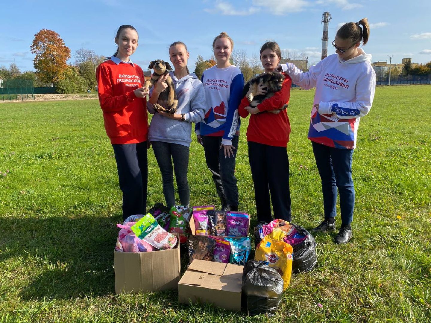 волонтеры, животные, зооволонтеры, мцвыбор, талдом, щенки,