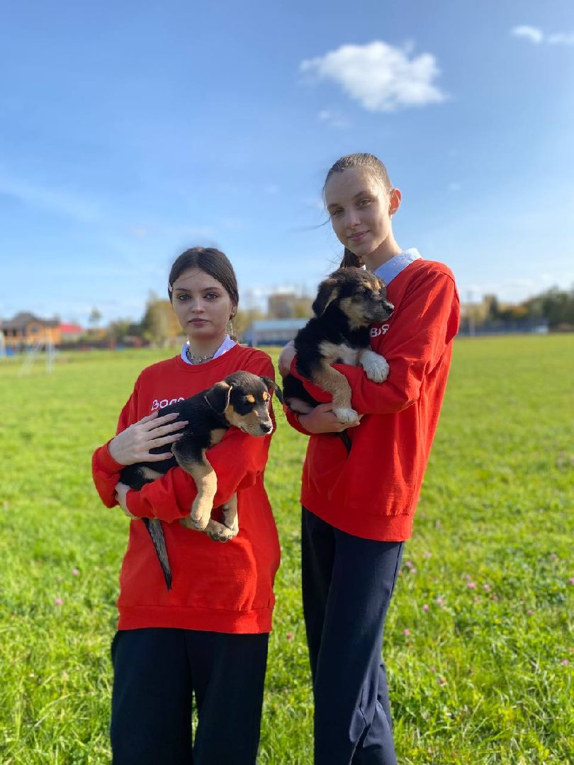 волонтеры, животные, зооволонтеры, мцвыбор, талдом, щенки,