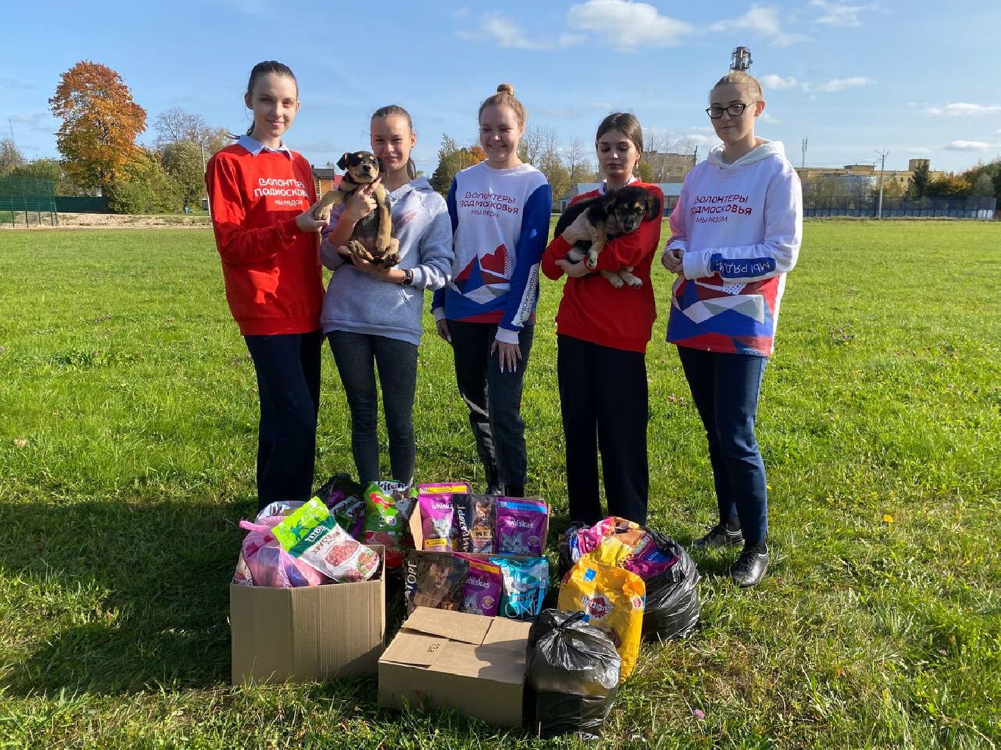 волонтеры, животные, зооволонтеры, мцвыбор, талдом, щенки,