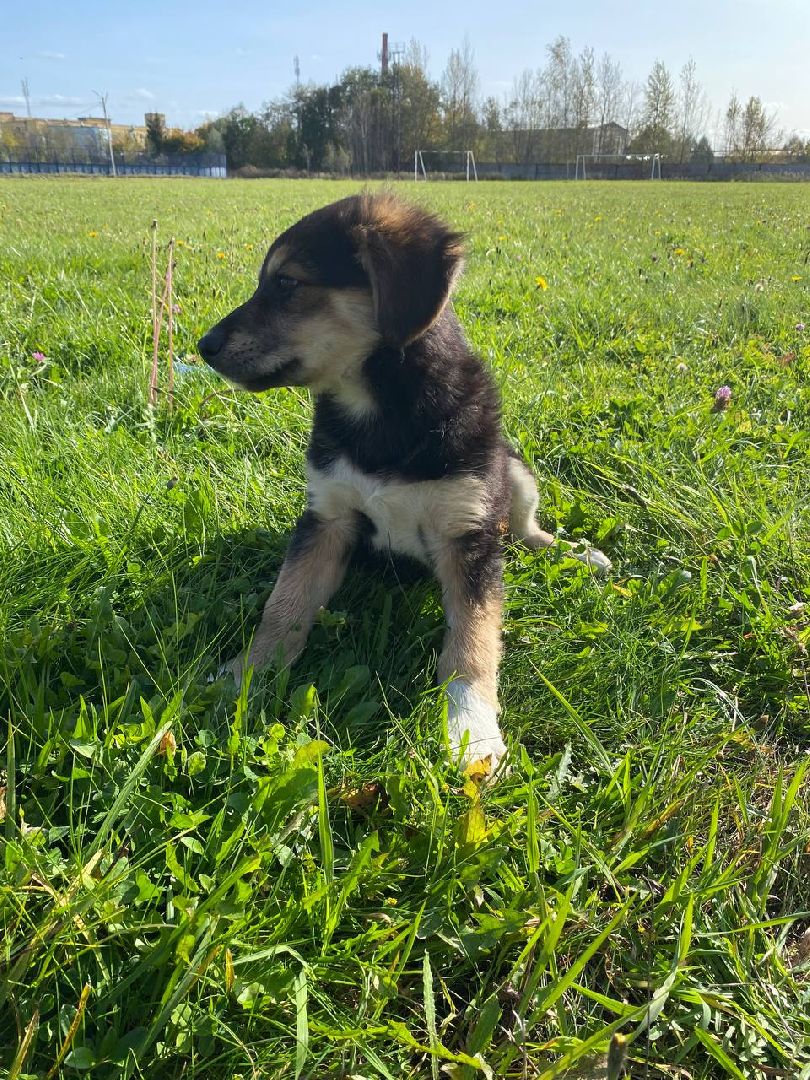 волонтеры, животные, зооволонтеры, мцвыбор, талдом, щенки,