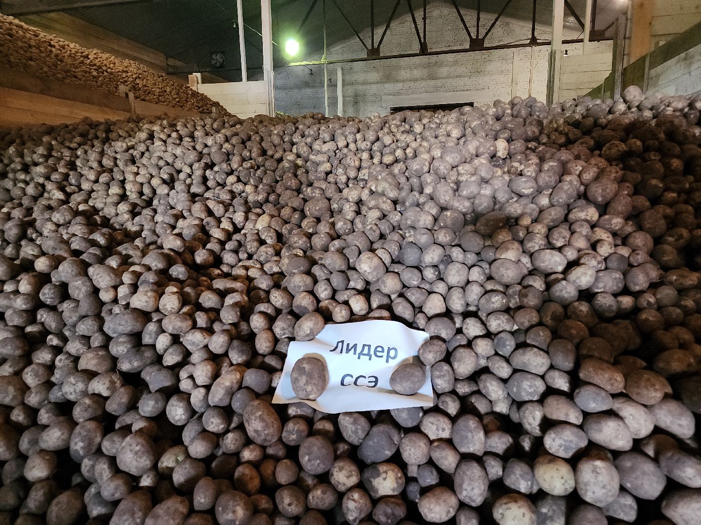 кашира, урожай, семенной картофель, фх седек, топканово, селекция,