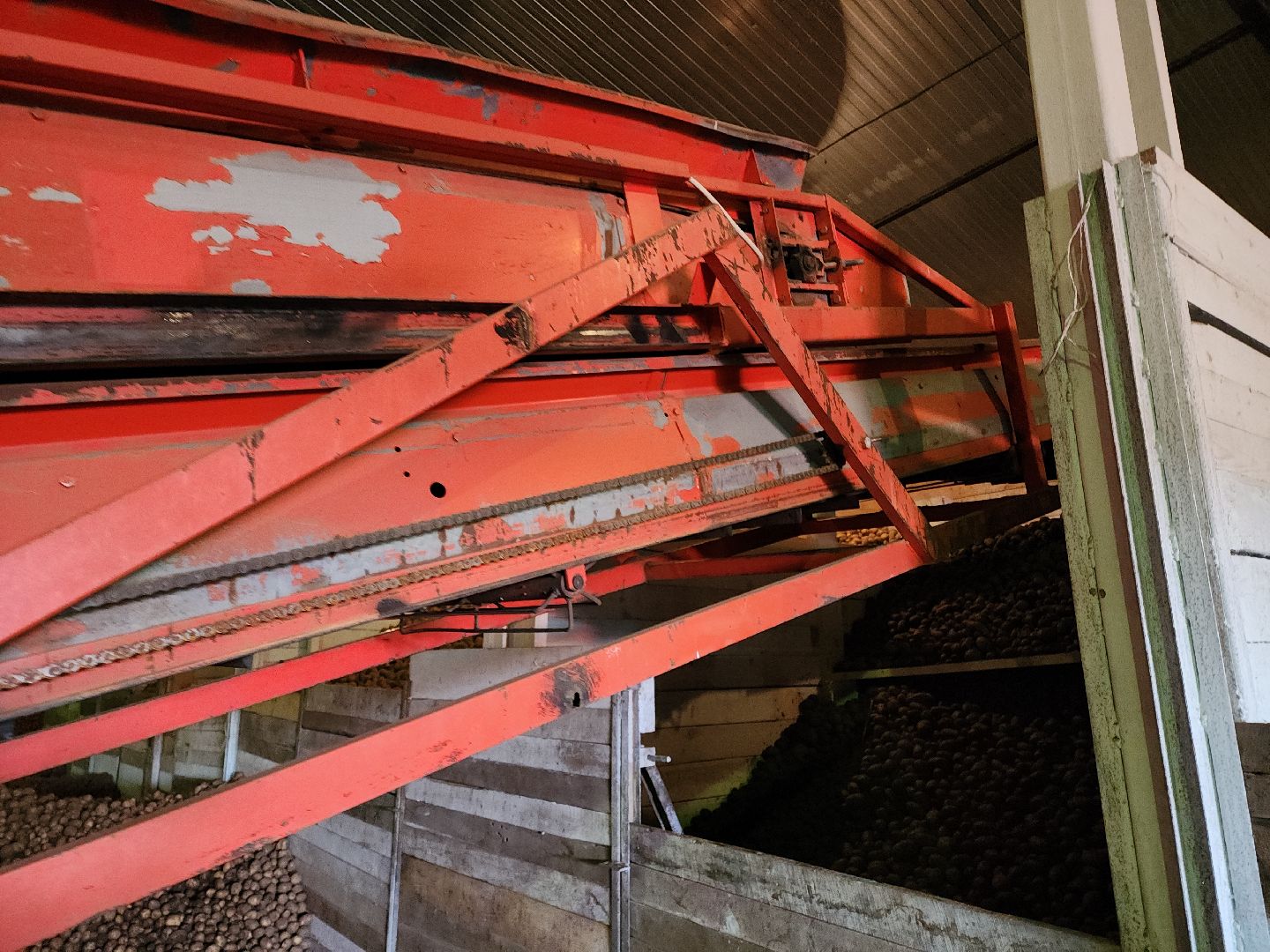 кашира, урожай, семенной картофель, фх седек, топканово, селекция,