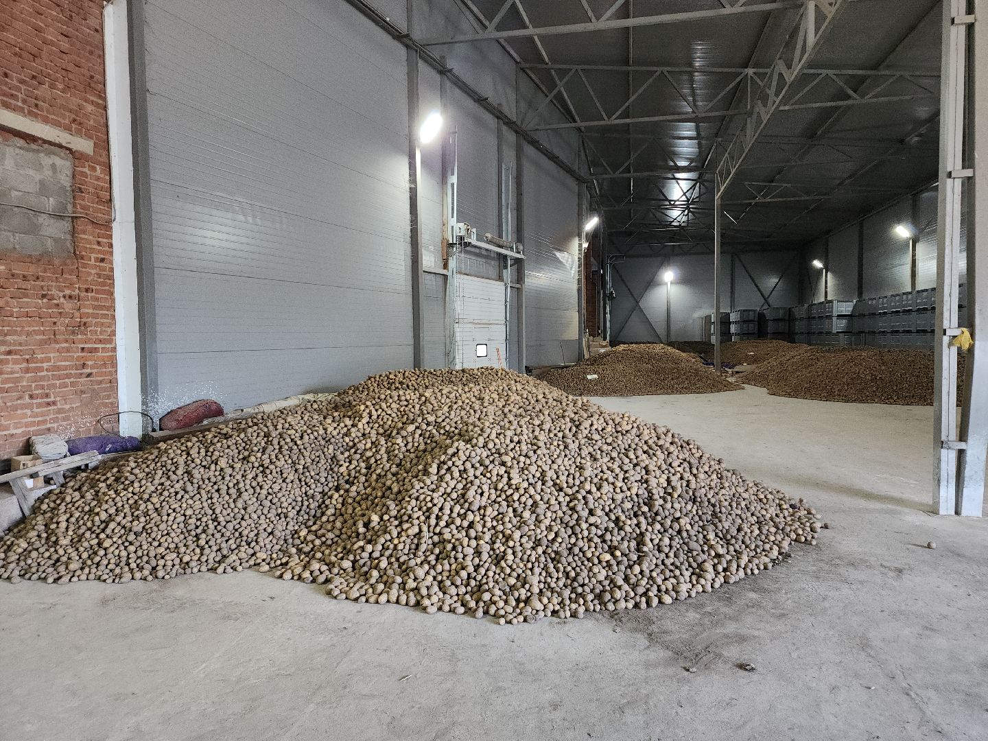 кашира, урожай, семенной картофель, фх седек, топканово, селекция,