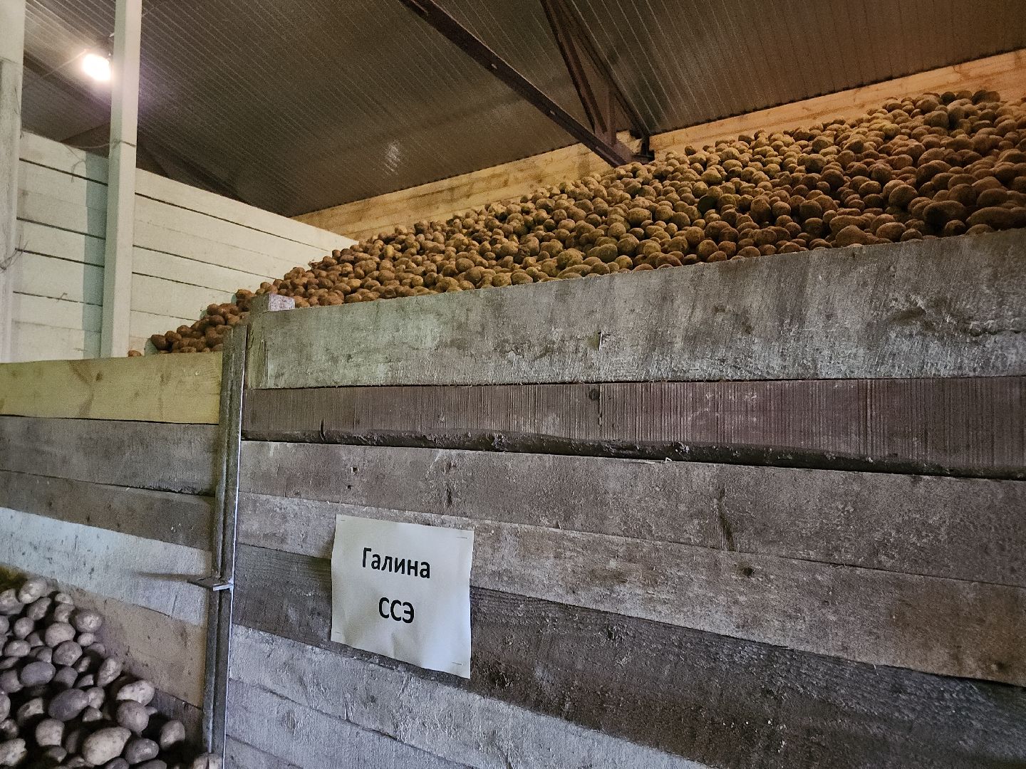 кашира, урожай, семенной картофель, фх седек, топканово, селекция,