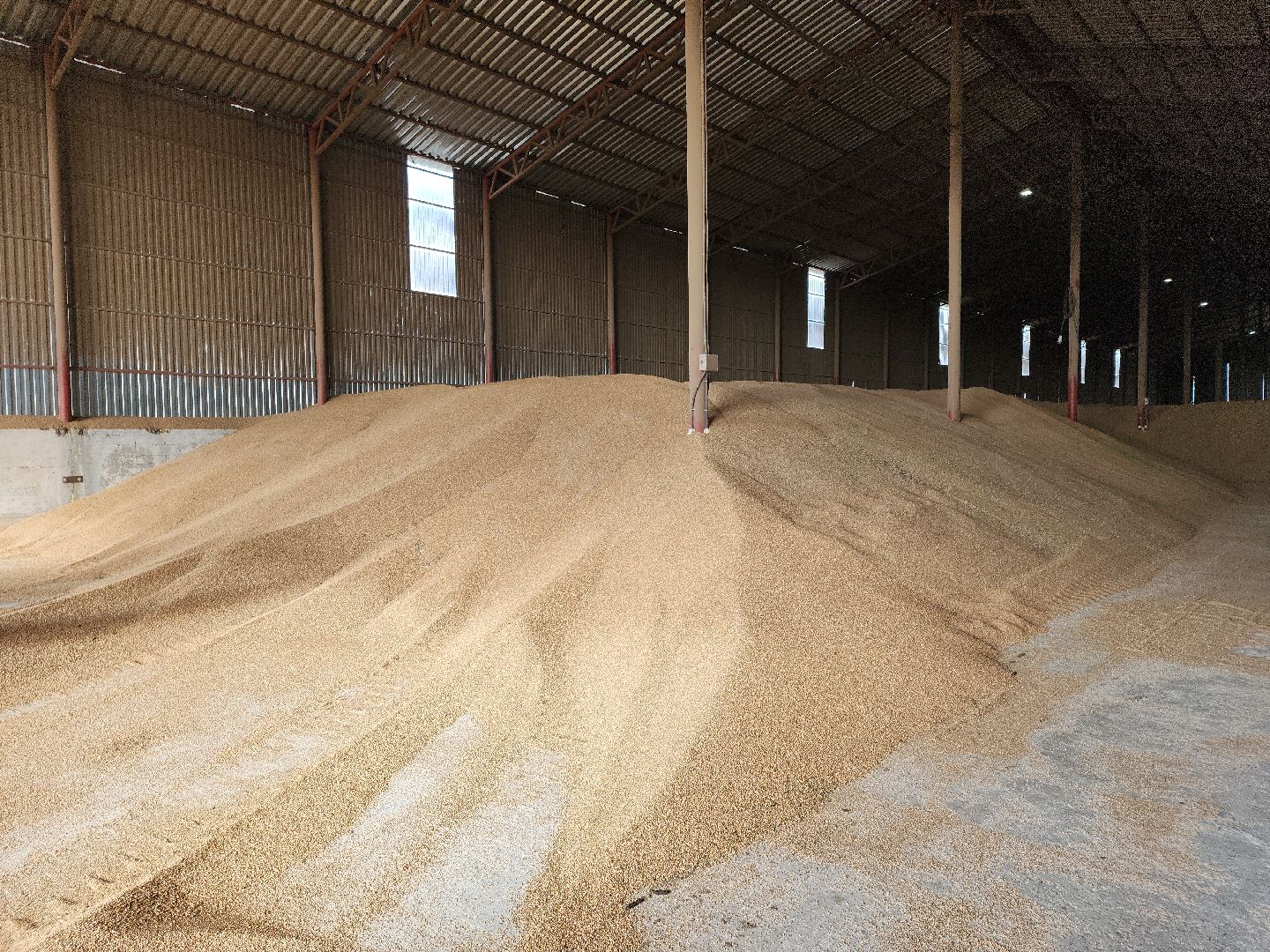 кашира, урожай, семенной картофель, фх седек, топканово, селекция,