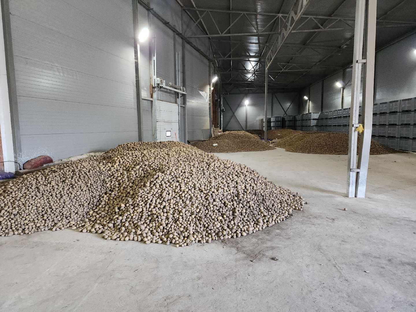 кашира, урожай, семенной картофель, фх седек, топканово, селекция,