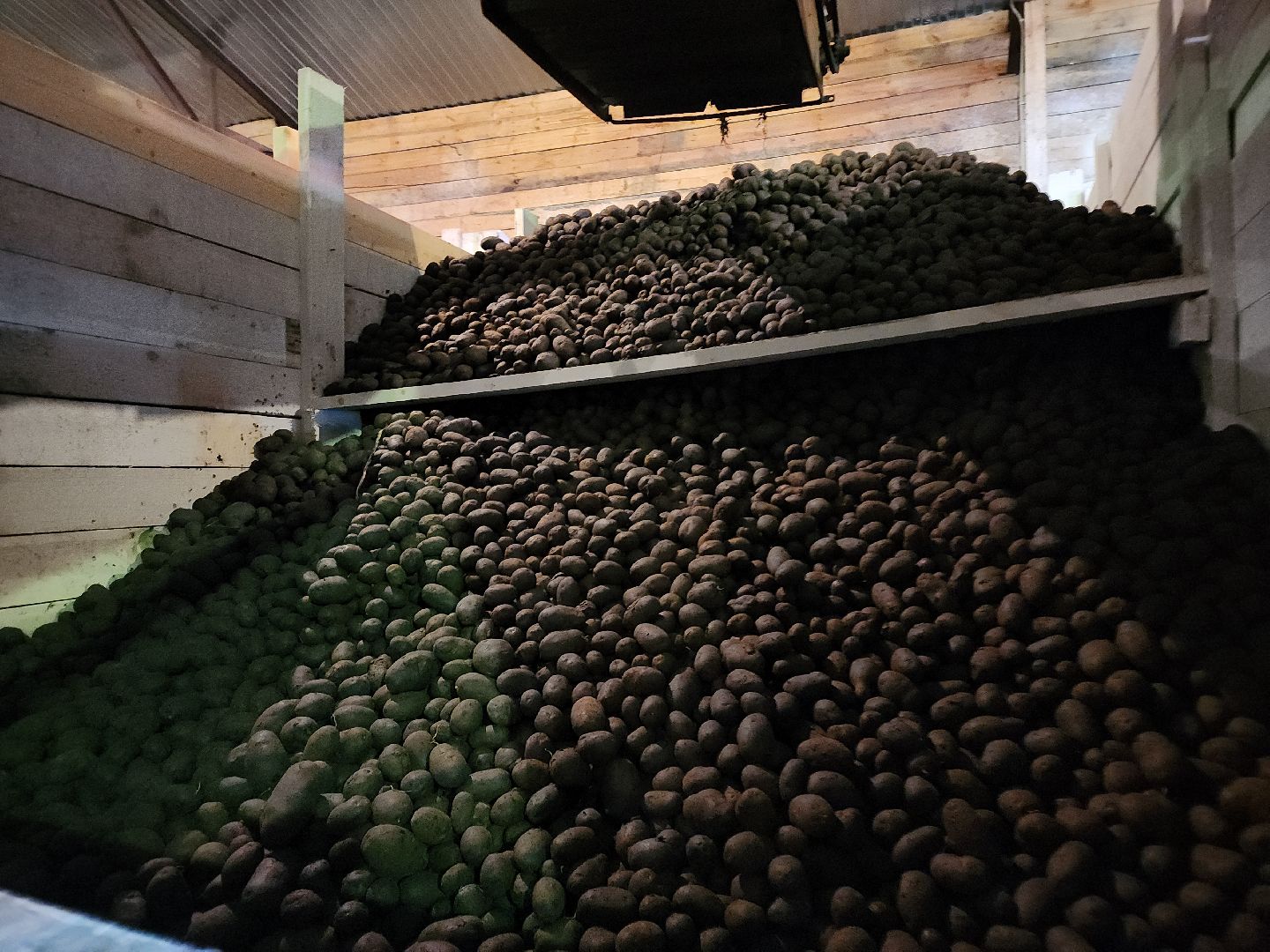 кашира, урожай, семенной картофель, фх седек, топканово, селекция,