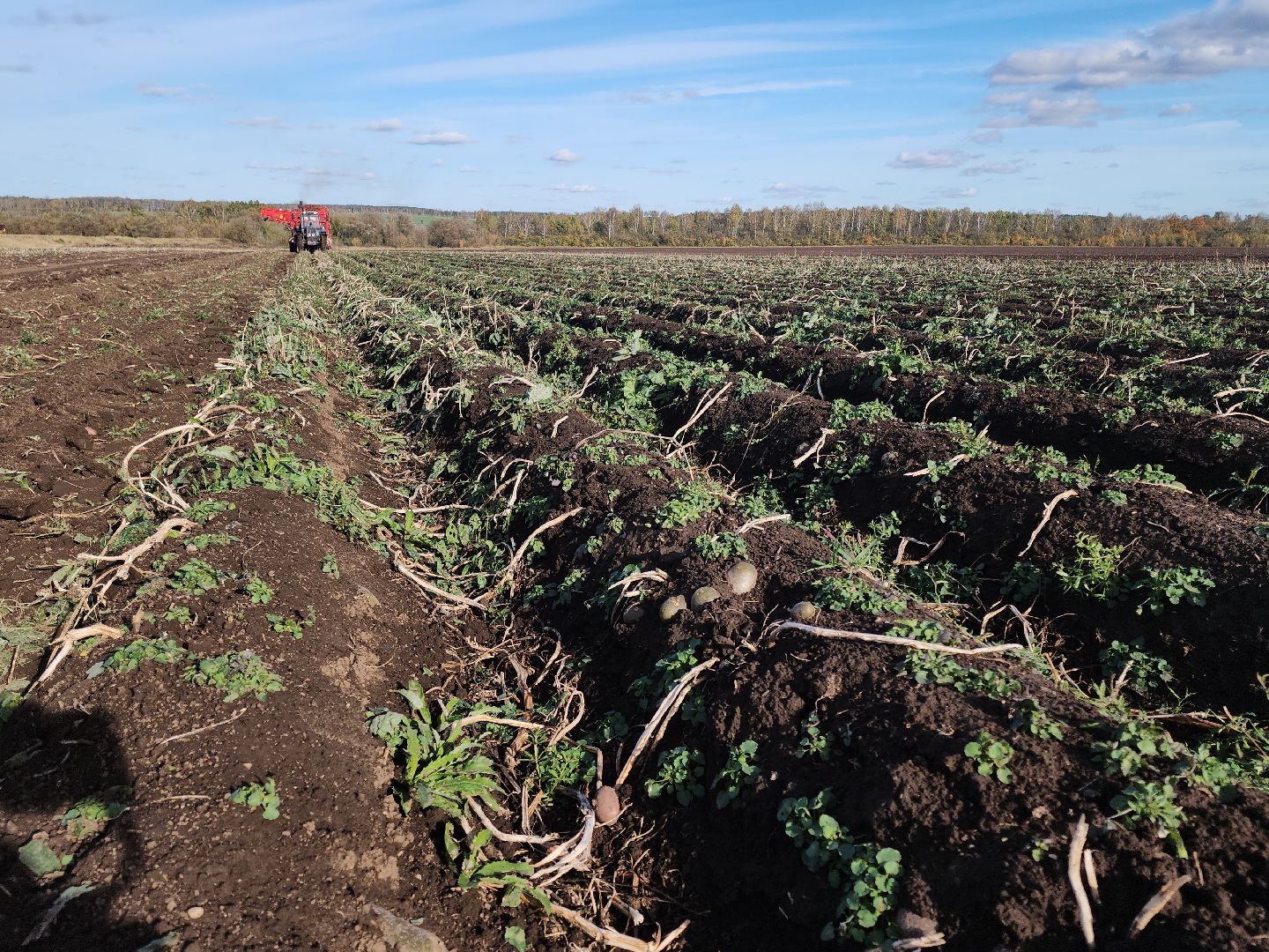 Кашира, уборочная кампания, яровые, озимые, пшеница, горох, картофель,