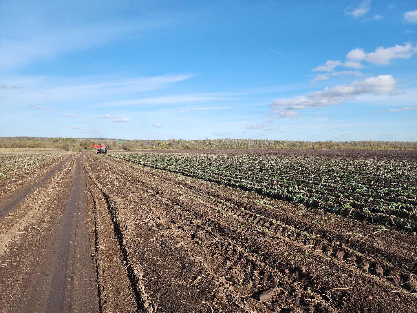 Кашира, уборочная кампания, яровые, озимые, пшеница, горох, картофель,
